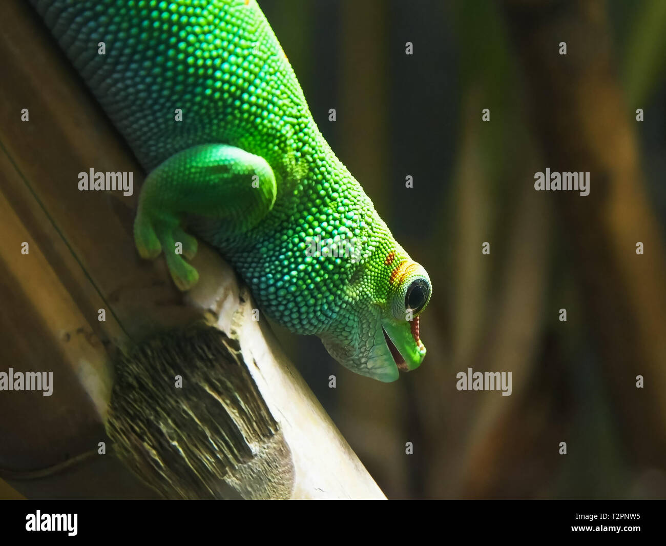 Un jour madagascar gecko géant sur une tige de bambou Banque D'Images