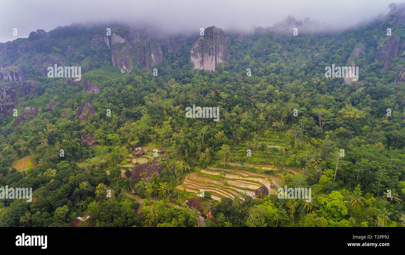 Patch de rizières adjacentes à la forêt sur la pente de l'ancienne Nglanggeran mountain. La zone fait partie de Gunung Sewu Stonehammer géoparc mondial de l'UNESCO, Banque D'Images