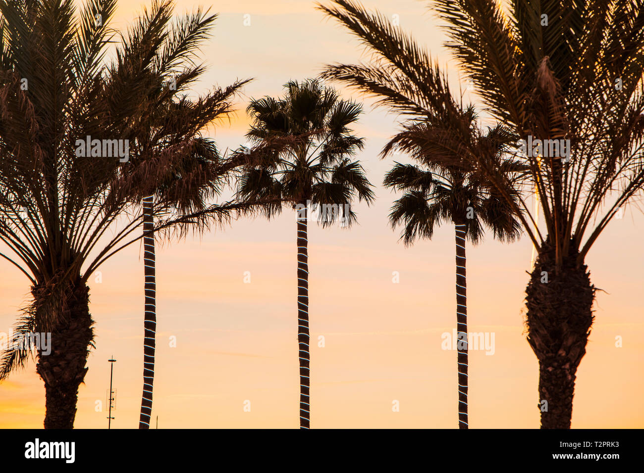 Palmiers au coucher du soleil, Sitges, Catalogne, Espagne Banque D'Images
