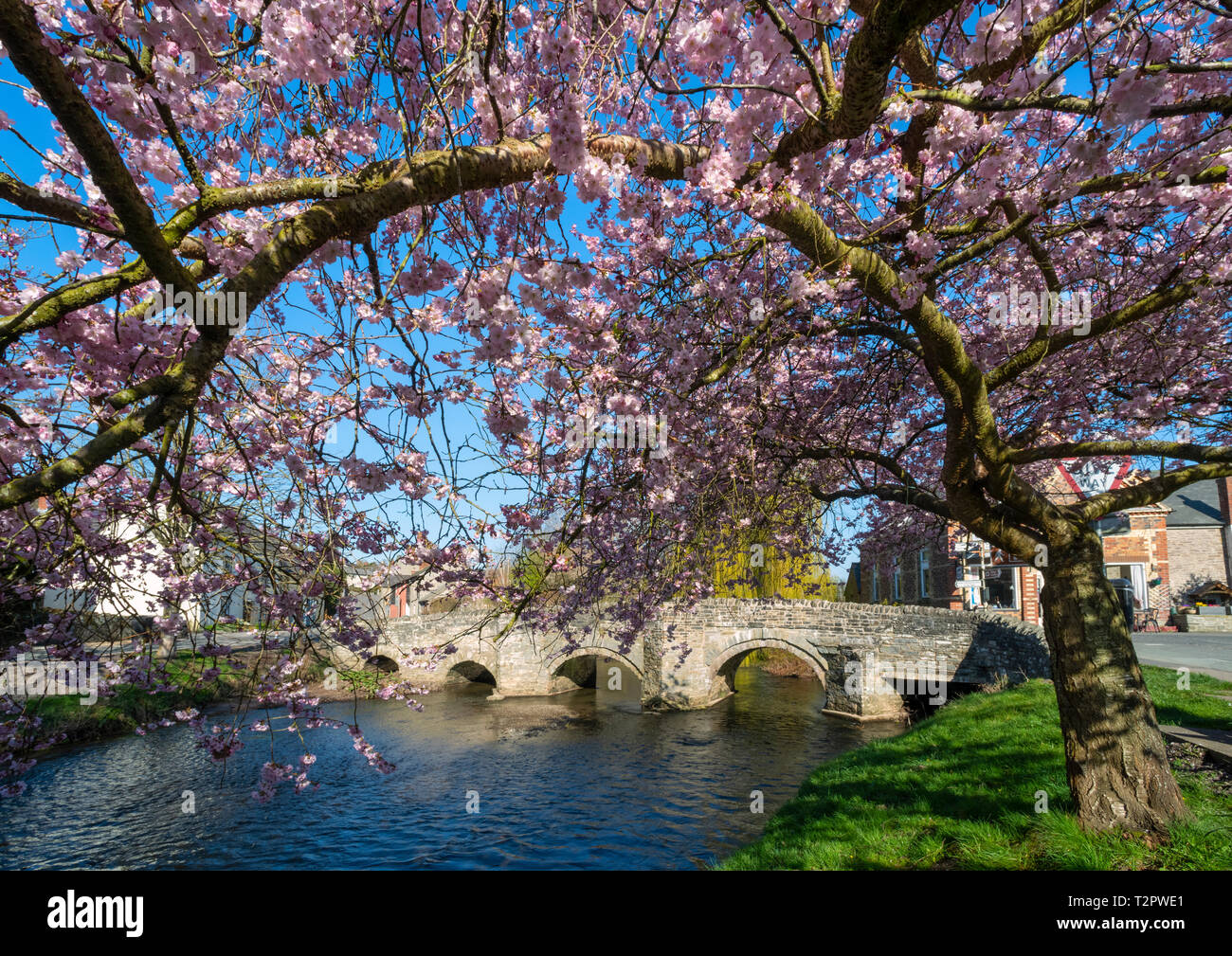 Fleur de cerisier à côté de la cité médiévale à pont l'Oisans, le Shropshire. Banque D'Images