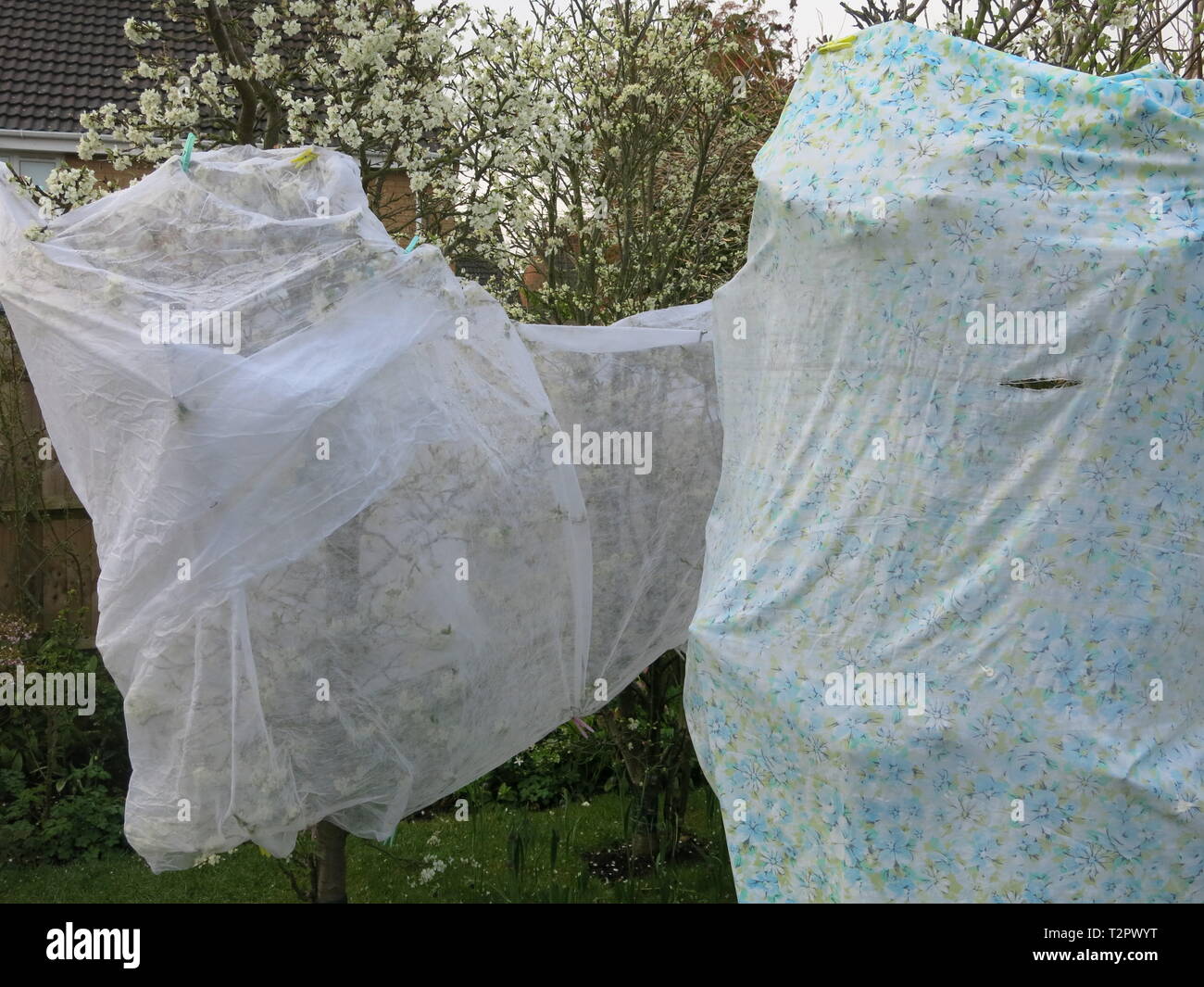 Toison d'Horticulture & d'une ancienne feuille sont utilisés pour protéger les fleurs d'un arbre fruitier ; méfiez-vous des jardiniers anglais une forte gelées d'avril en 2019. Banque D'Images