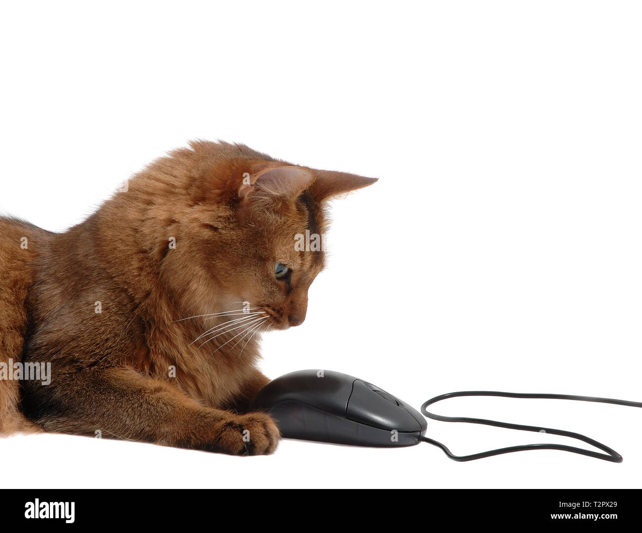 Beau somali cat noir avec la souris d'ordinateur - isolé sur fond blanc Banque D'Images
