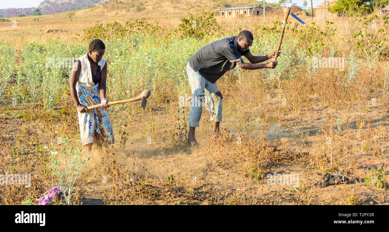 Homme et femme du Malawi travailler dans leurs champs avec des houes la préparation des terres rempli de mauvaises herbes Banque D'Images