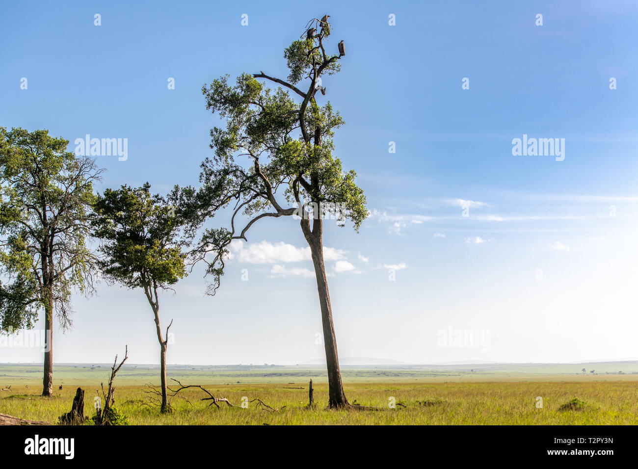 Les vautours à dos blanc de l'Afrique (Gyps africanus) perché sur un arbre, Maasai Mara National Reserve, Kenya, Africa Banque D'Images