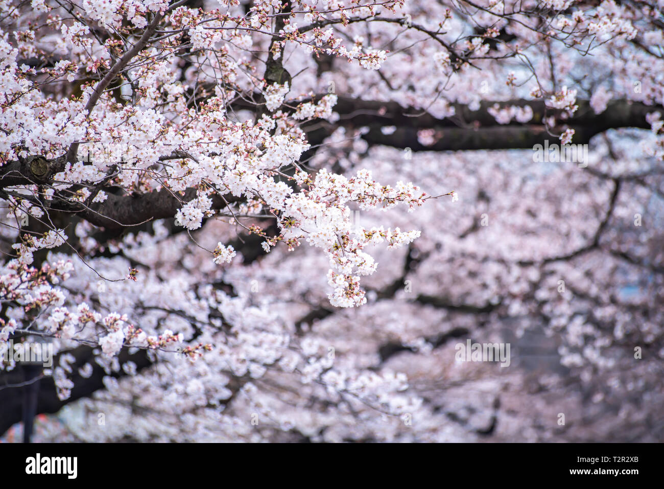 Cerisiers en fleurs japon Banque de photographies et d’images à haute