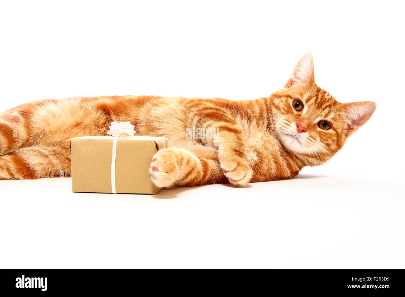 Mackerel tabby kitten posant au côté d'un cadeau d'anniversaire ou Noël isolé sur fond blanc Banque D'Images
