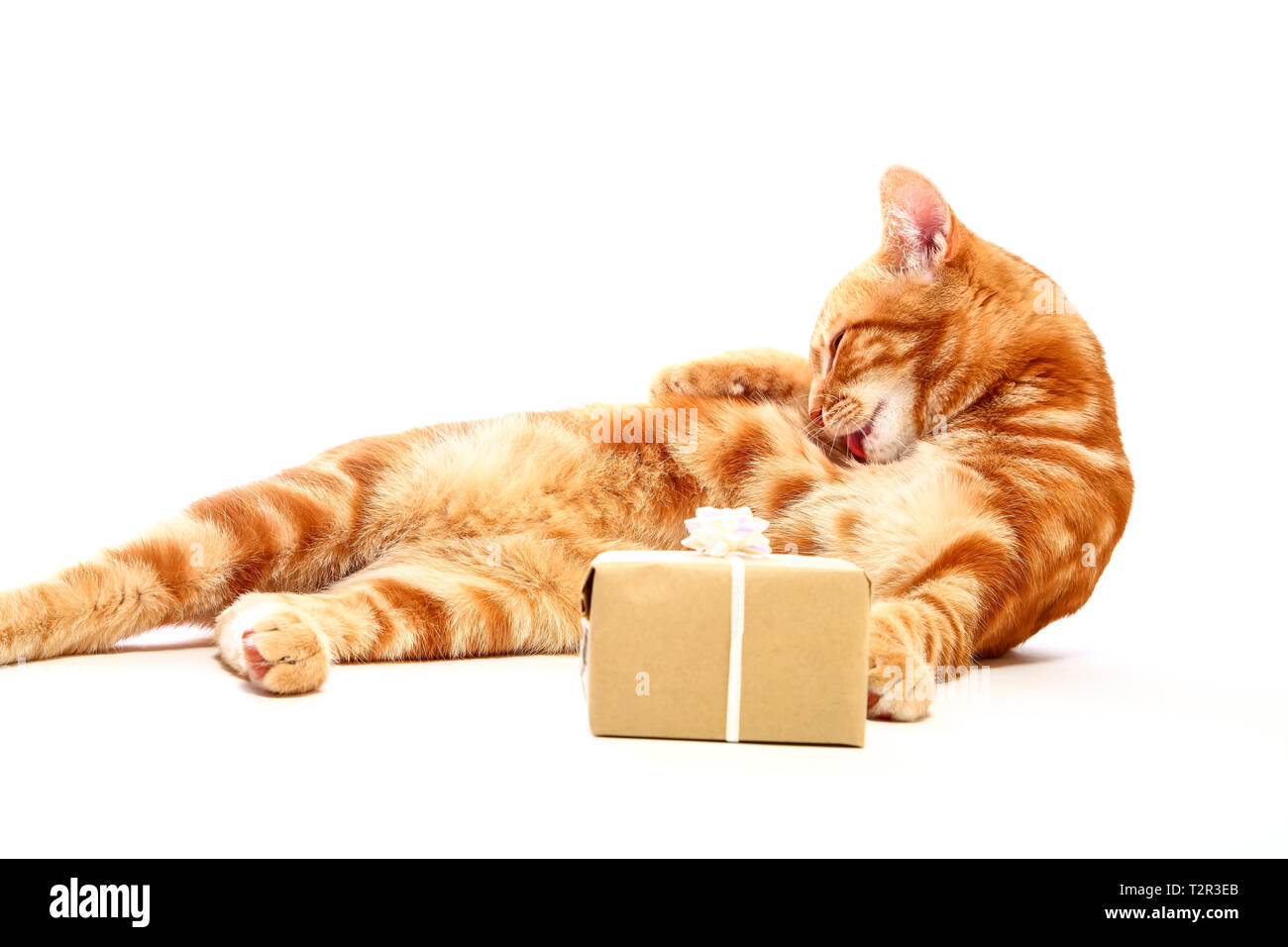 Mackerel tabby kitten lave au côté d'un cadeau d'anniversaire ou Noël isolé sur fond blanc Banque D'Images