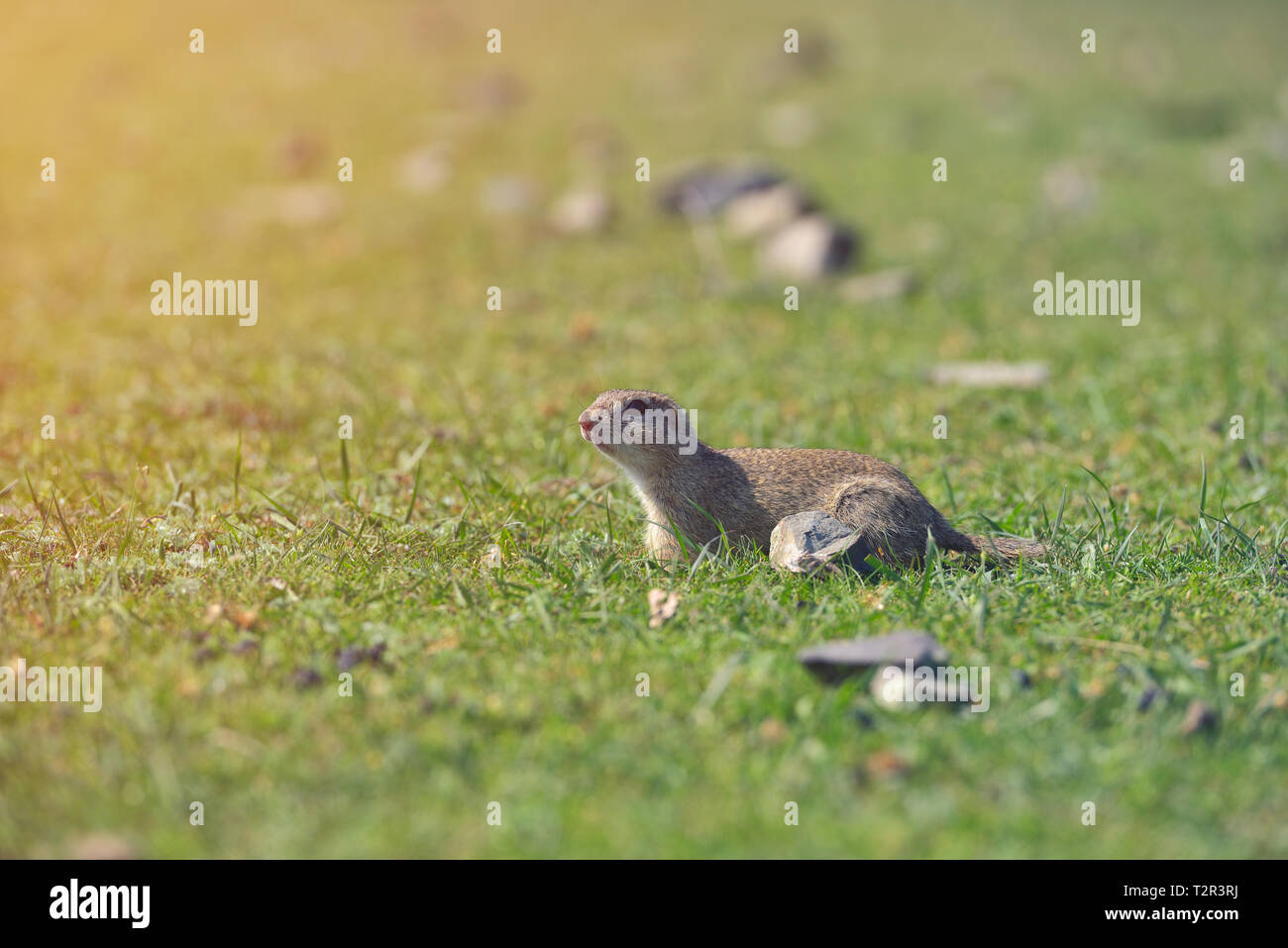 Spermophile européenne debout dans l'herbe. (Spermophilus citellus) Scène de la faune de la nature. Le spermophile meadow Banque D'Images