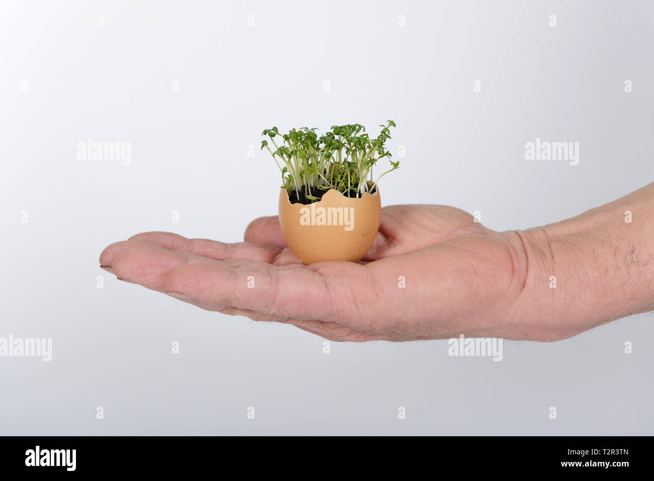 La main avec des œufs avec le sol et les plantes à l'intérieur de plus en plus microgreens Banque D'Images
