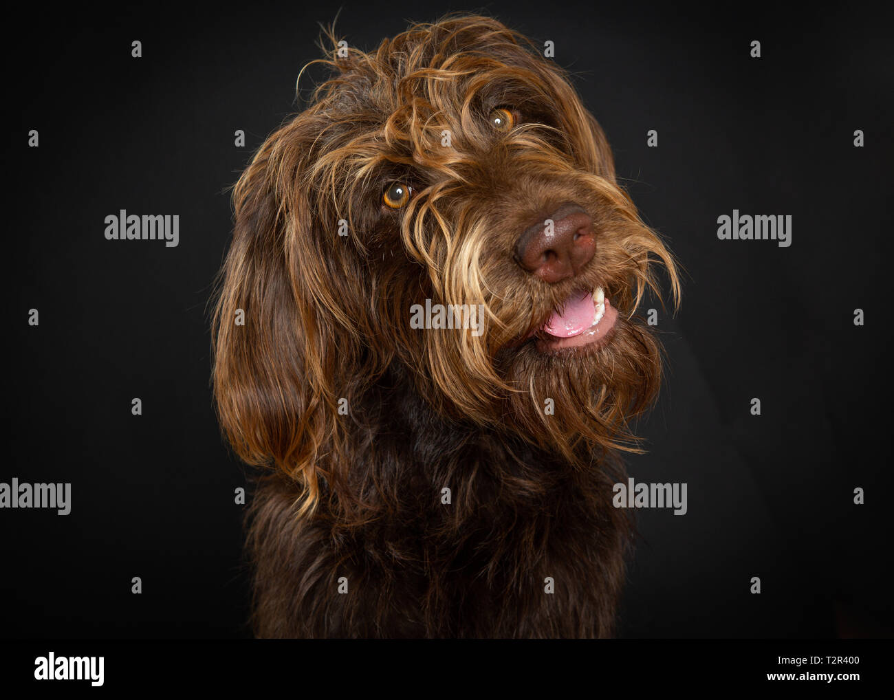 Brown labradoodle chien dans studio Banque D'Images