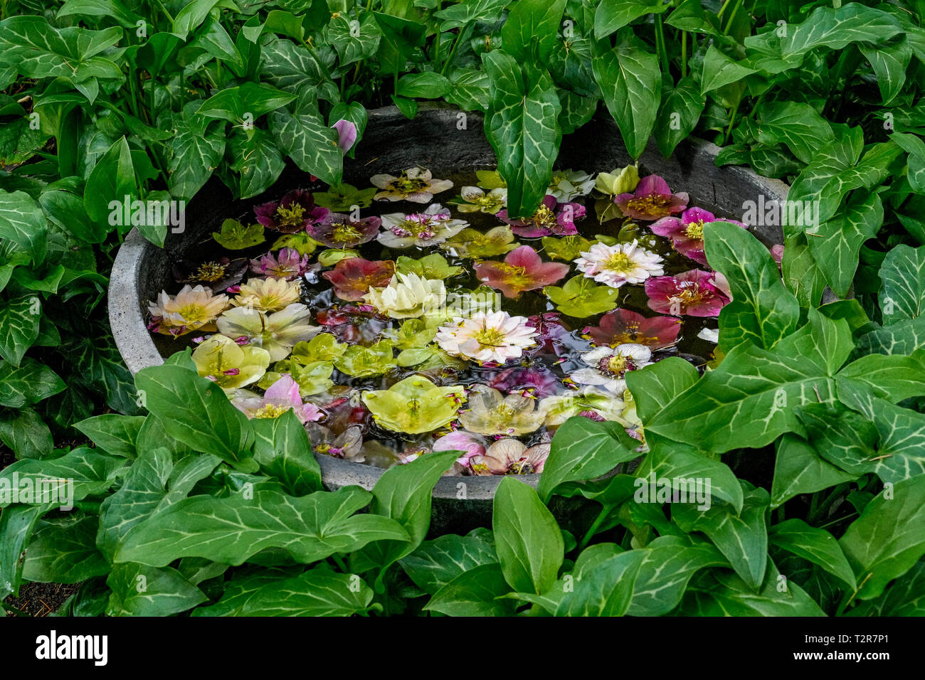 L'hellébore fleurit au bol d'eau, VanDusen Garden, Vancouver, British Columbia, Canada Banque D'Images