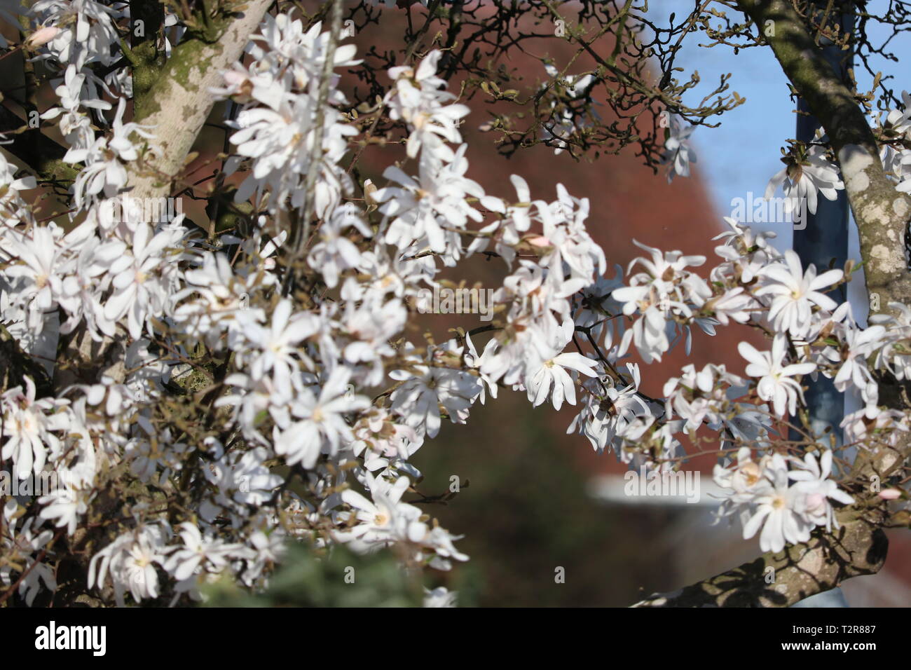 Belle étoile magnolia au printemps avec le beau temps Banque D'Images