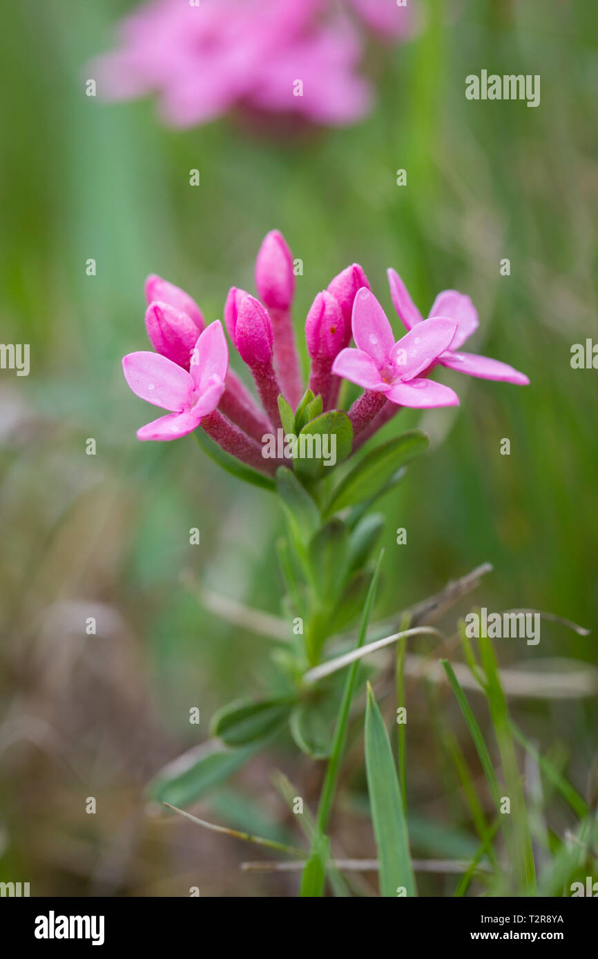 Centaurium erythraea Echtes Tausendgüldenkraut, centaurée commune, Banque D'Images