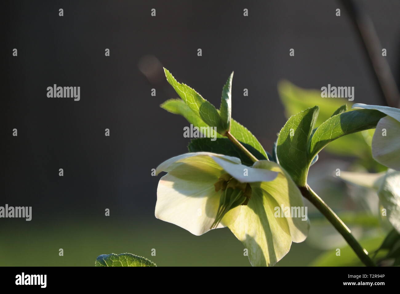 Le Christ est ressuscité blossom Banque D'Images