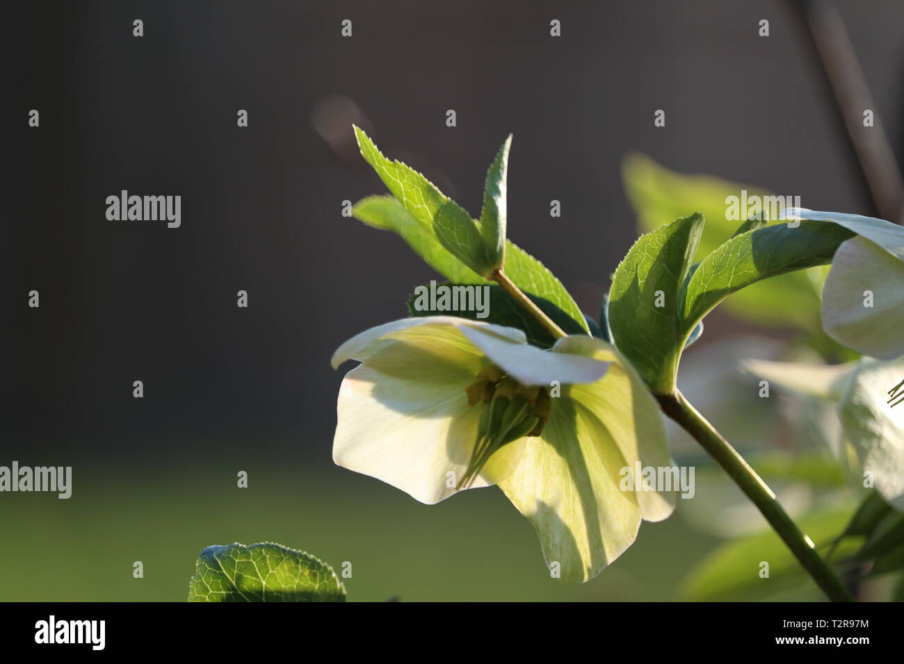 Le Christ est ressuscité blossom Banque D'Images