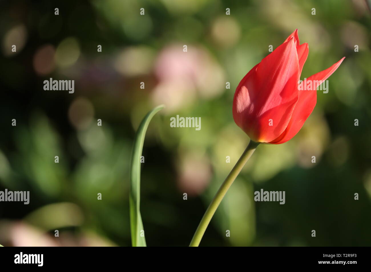 Czarred tulip devant un fond pour les modèles. Banque D'Images