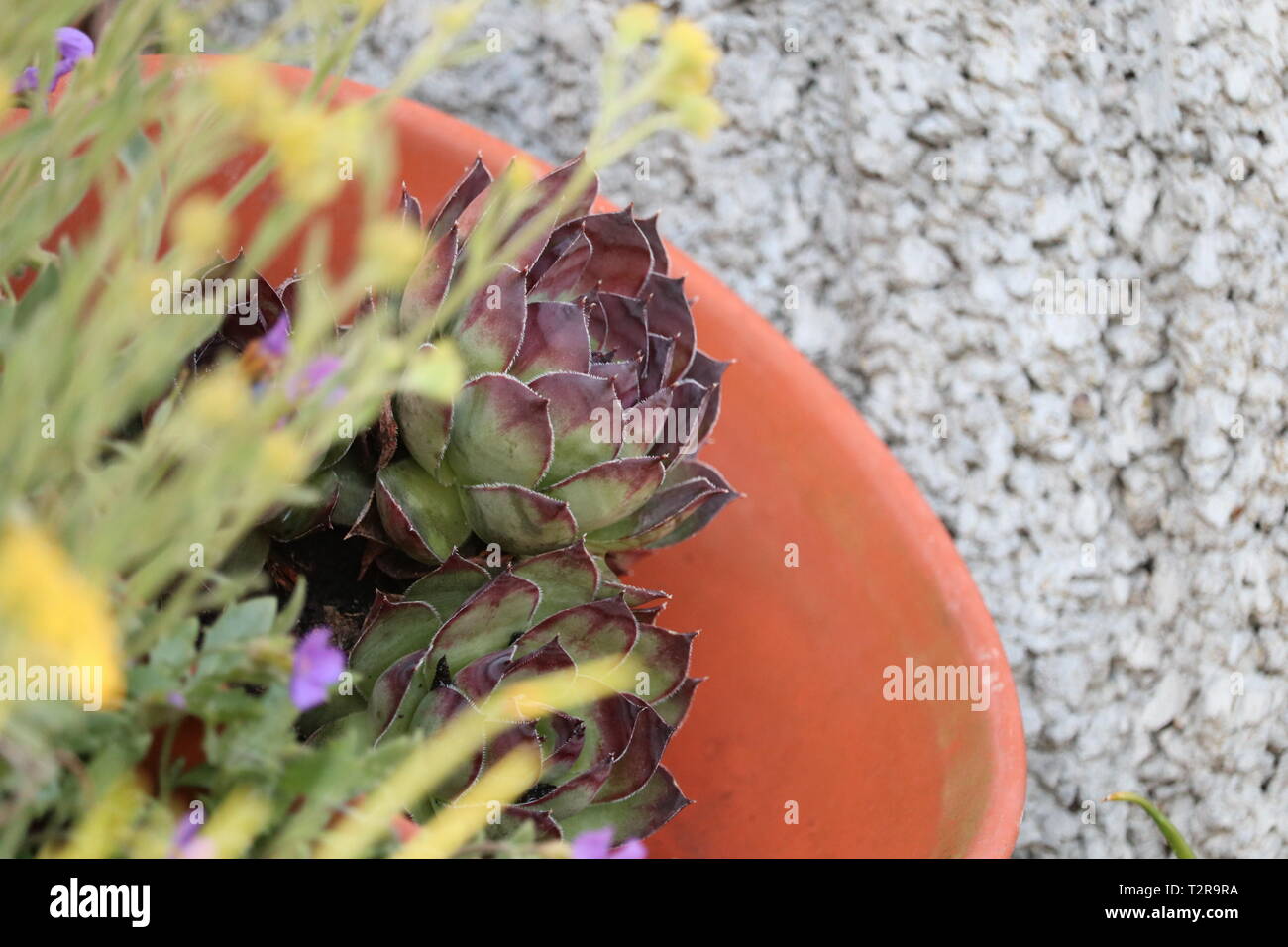 Houseleek dans bol décoratif Banque D'Images