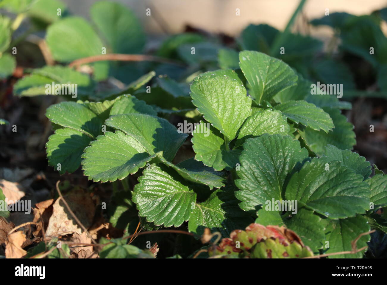 Les jeunes plants de fraisier en soleil Banque D'Images
