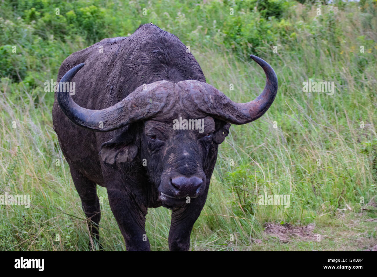 Buffle d'Afrique, le cap, syncerus caffer, Kruger National Park, Afrique du Sud Banque D'Images