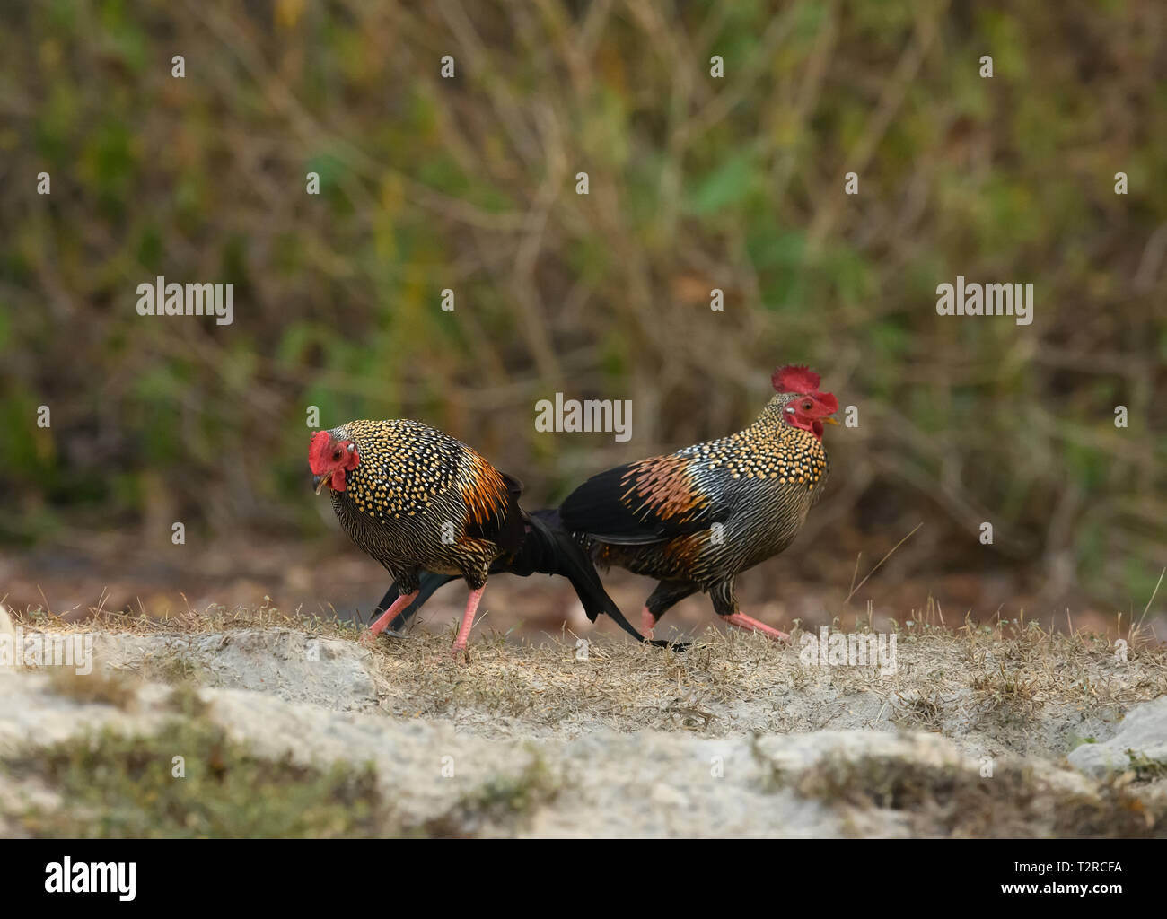 Les coqs sauvages gris (Gallus sonneratii), est une espèce sauvage d'oiseaux endémiques à l'evergreen forest hill dans le sud et l'ouest de l'Inde. Banque D'Images