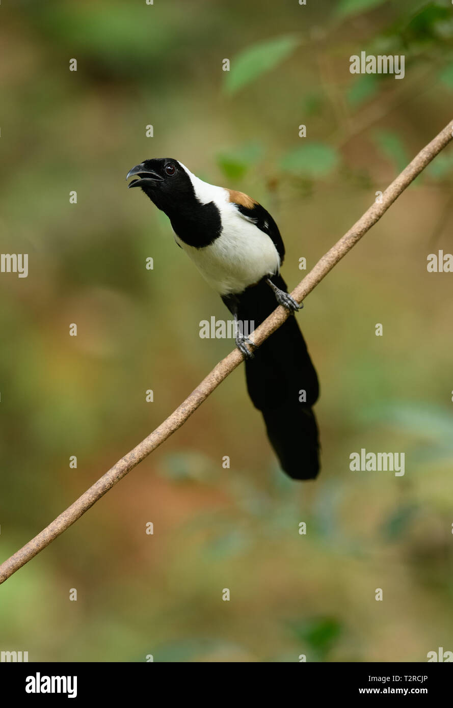 White-bellied treepie ou Dendrocitta leucogastra perché sur une branche d'un arbre, Thattekkad, Kerala, Inde. Banque D'Images