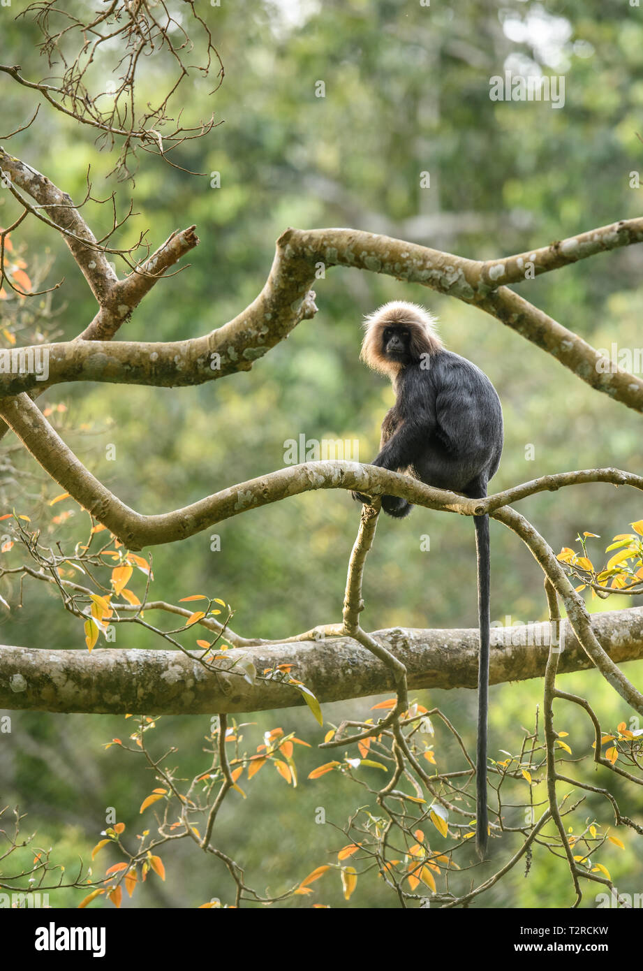 Le langur de Nilgiri langur est trouvé dans le Nilgiri Hills des Ghâts occidentaux en Inde du Sud. Ce primat a fourrure noir brillant sur le corps Banque D'Images