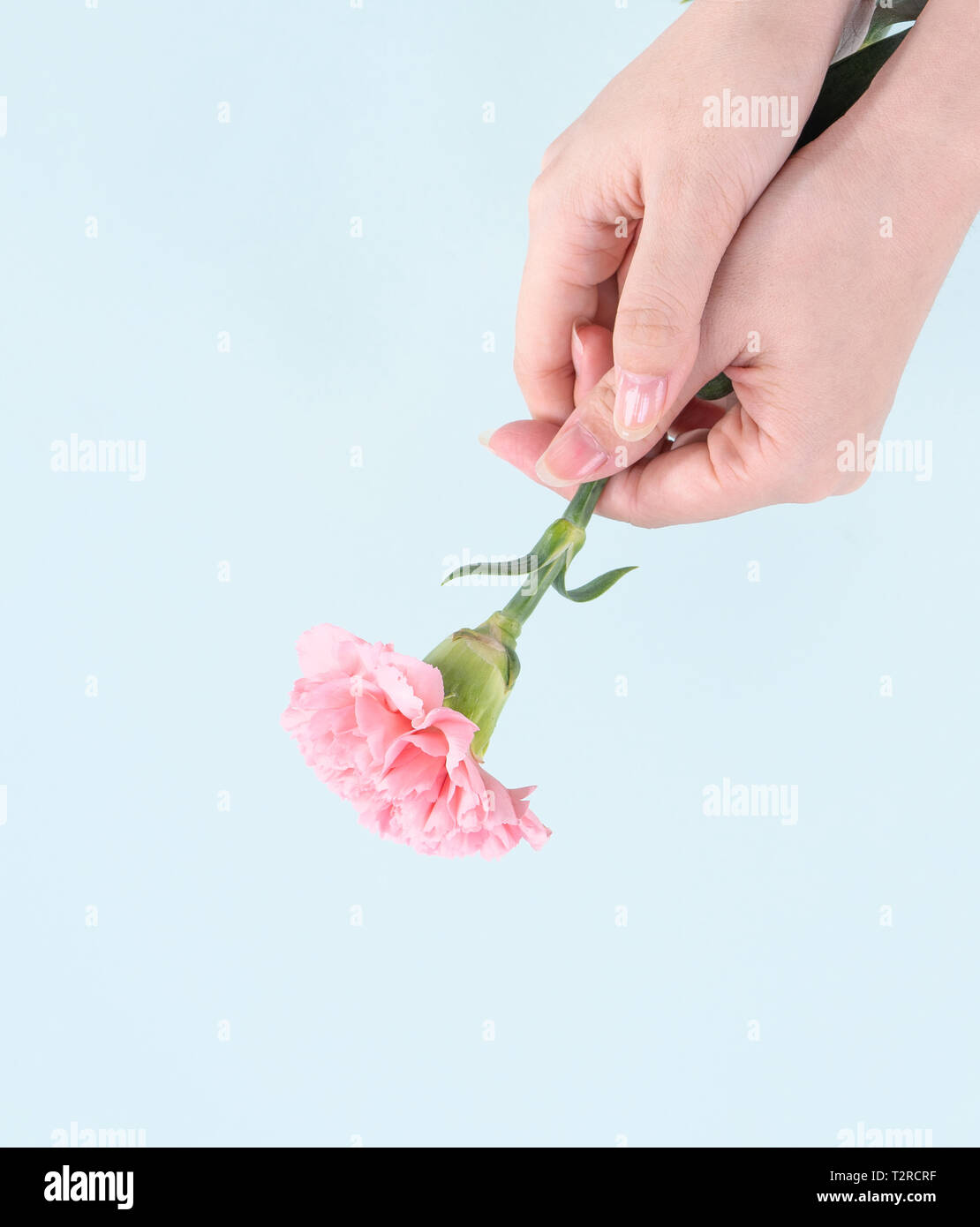 Woman Giving Bouquet De Fleurs De Couleur Rose Bebe Elegance œillets D Isole Sur Fond Bleu Pale Decor De Fete Des Meres Concept Design Vue De Dessus Photo Stock Alamy Woman Giving Bouquet De Fleurs De Couleur Rose Bebe Elegance œillets D Isole Sur Fond Bleu Pale Decor De Fete Des Meres Concept Design Vue De Dessus Photo Stock Alamy