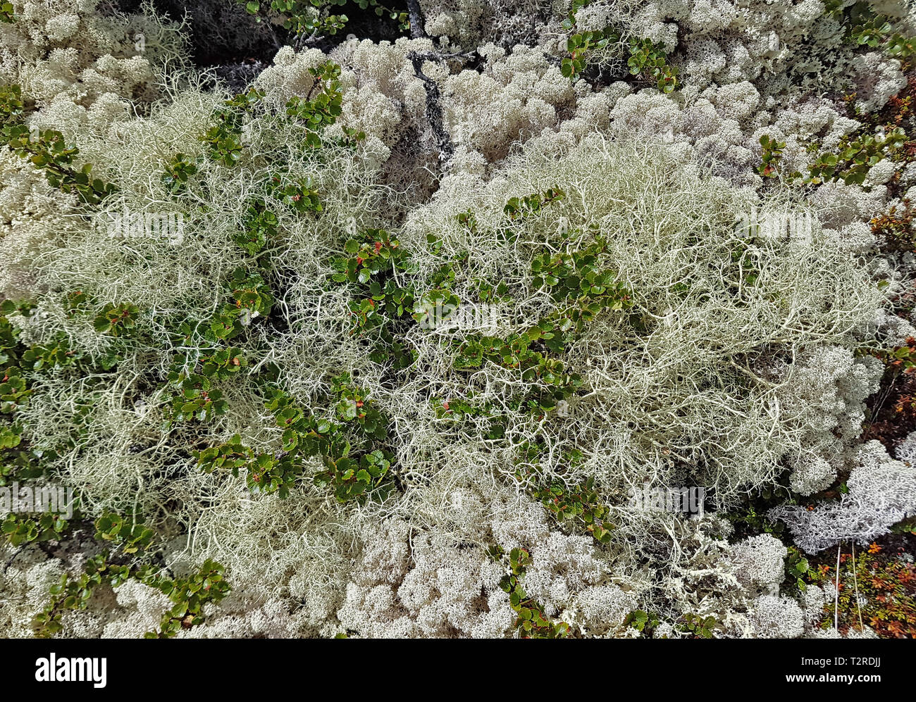 Close-up de la plantes et lichens Toundra Banque D'Images