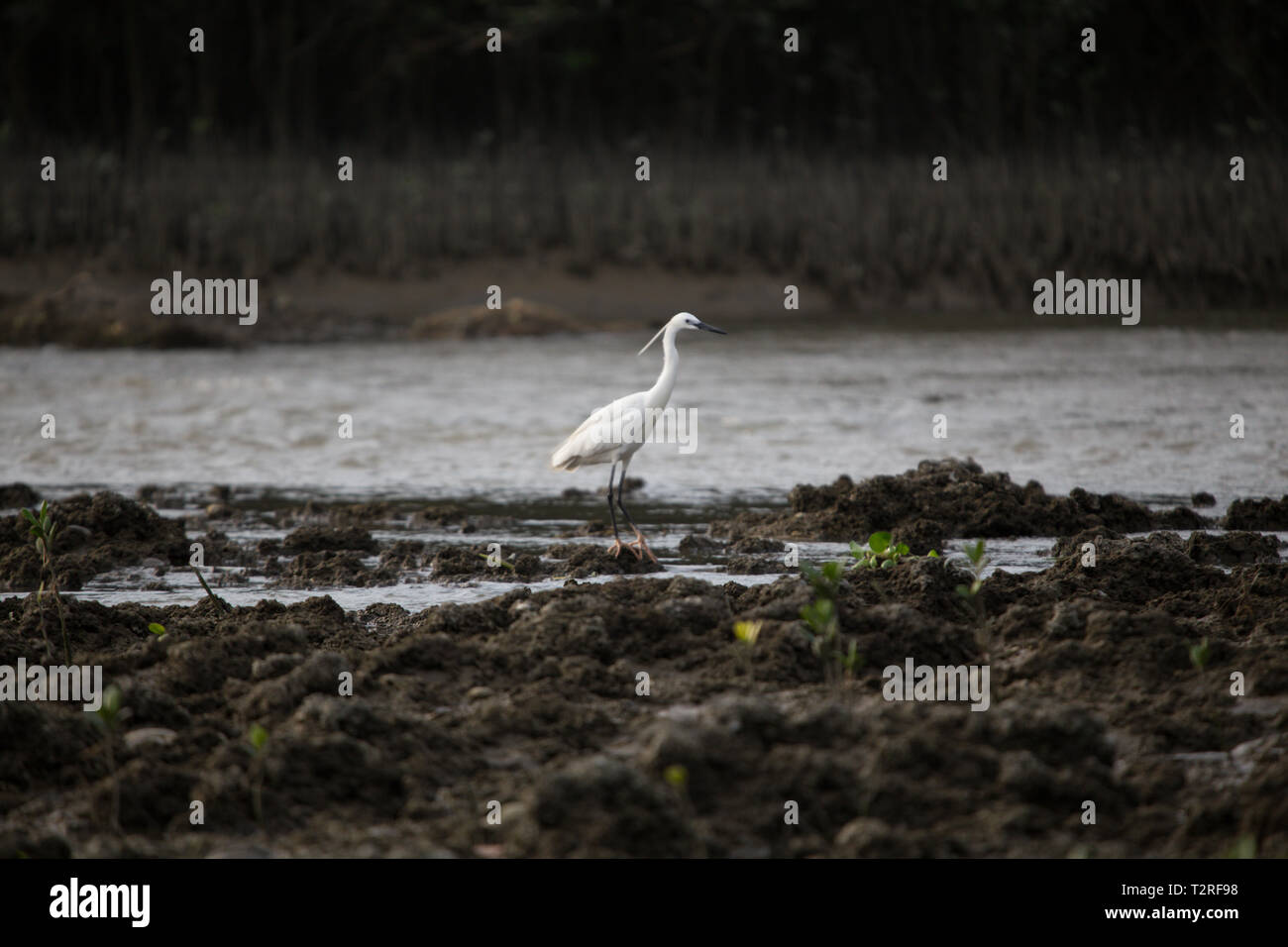 Oiseau grue sur l'eau Banque D'Images