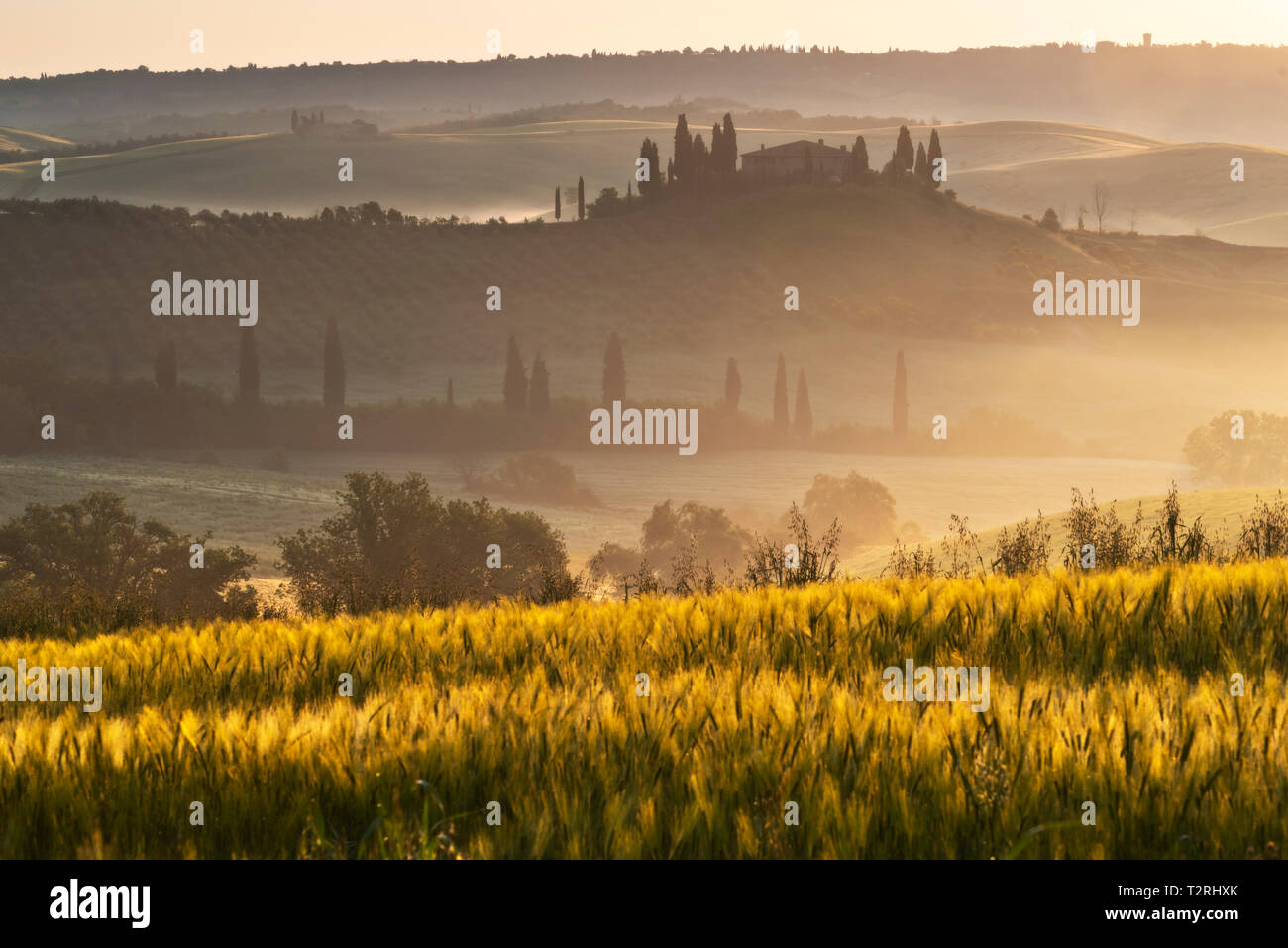 Belvedere ferme dans la vallée de l'Orcia, Province de Sienne, Toscane, Italie, Europe Banque D'Images