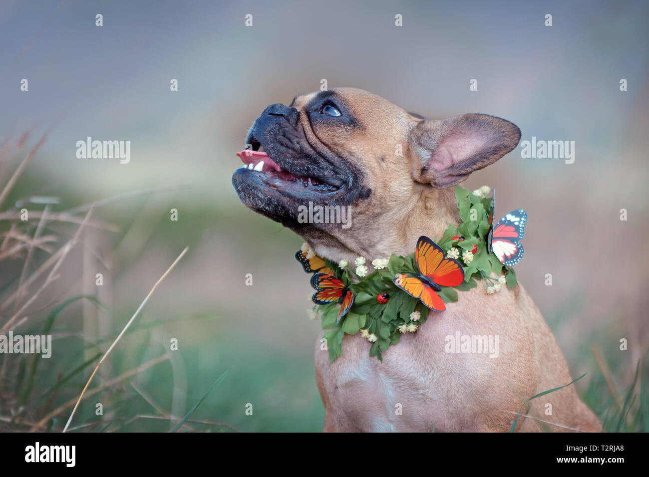 Profil latéral du beau brun femme Bouledogue français chien avec un collier papillon et feuilles mis en face de blurry nature background Banque D'Images