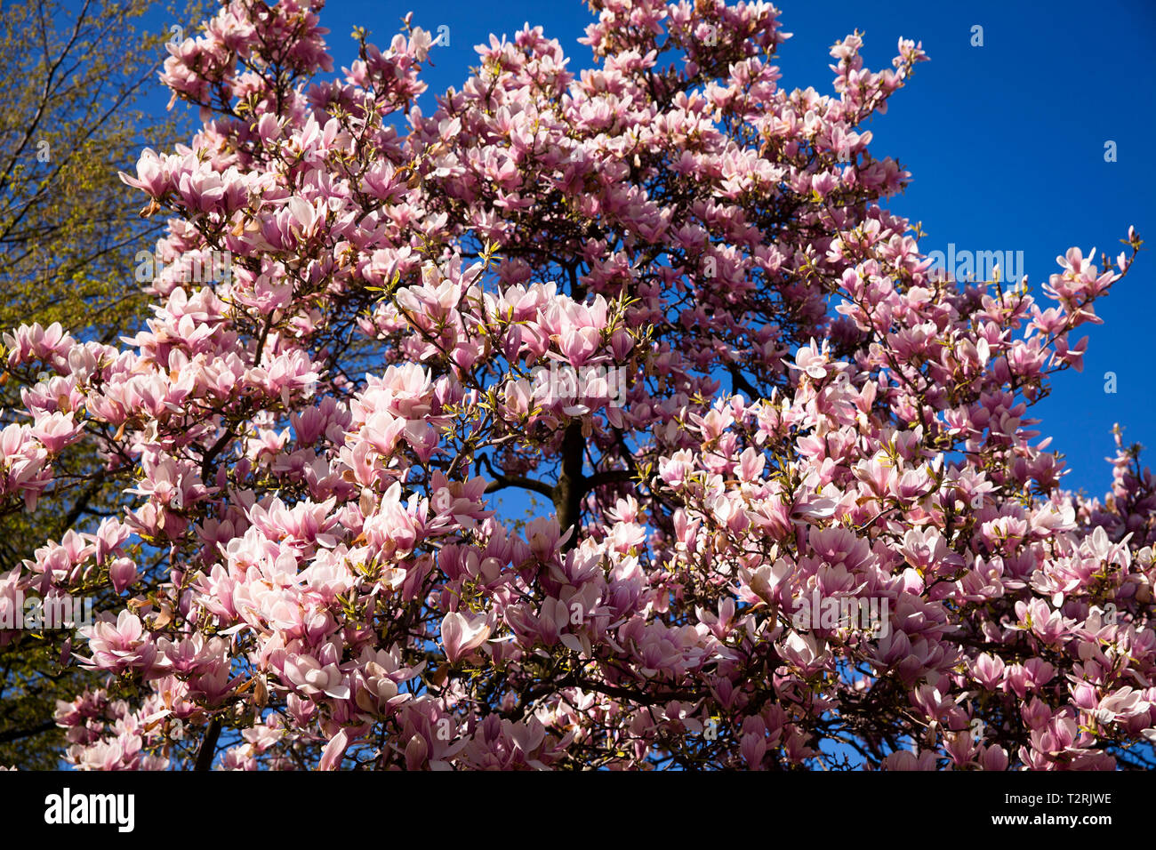 Magnolia (lat. Magnolia) en fleur. Magnolienbluete (lat. Magnolia). Banque D'Images