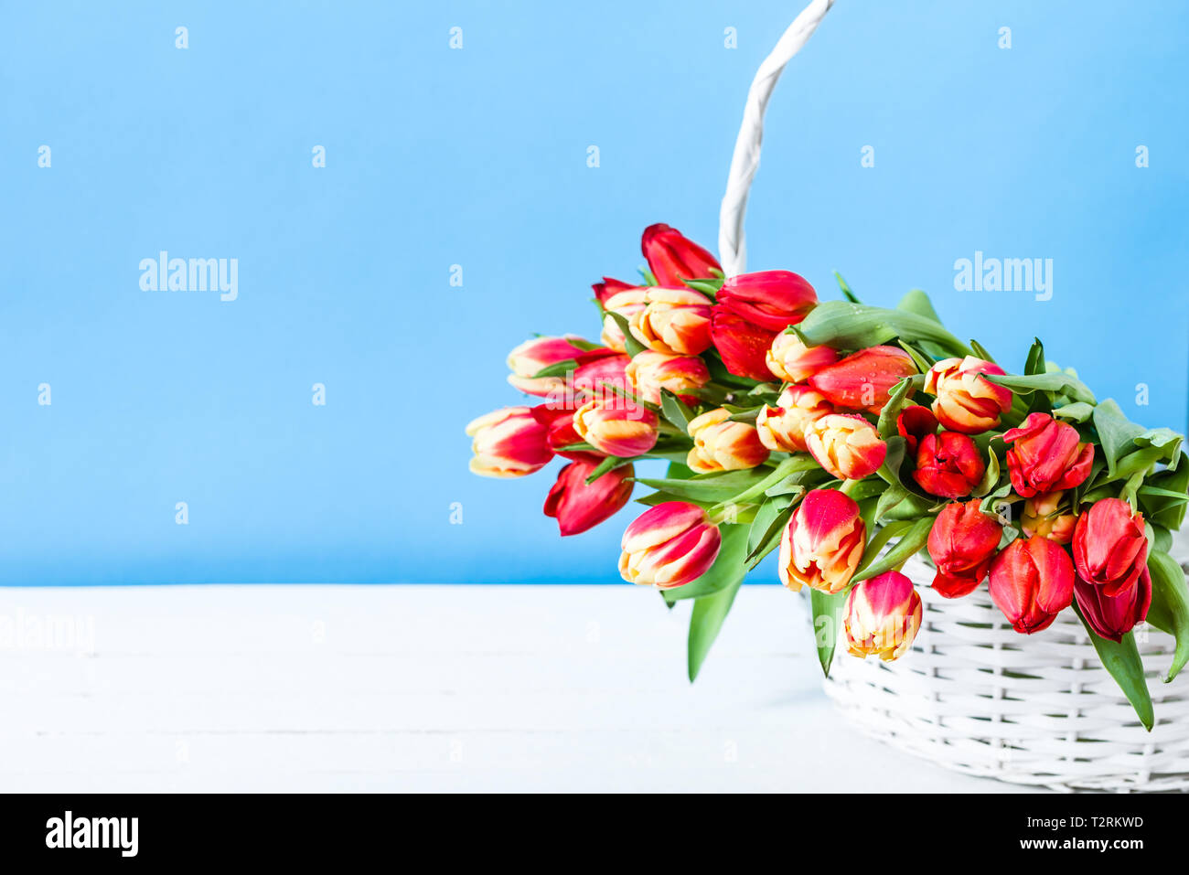 Printemps tulipe dans un panier. Bouquet de fleurs sur fond bleu. Carte de fête des mères. Banque D'Images