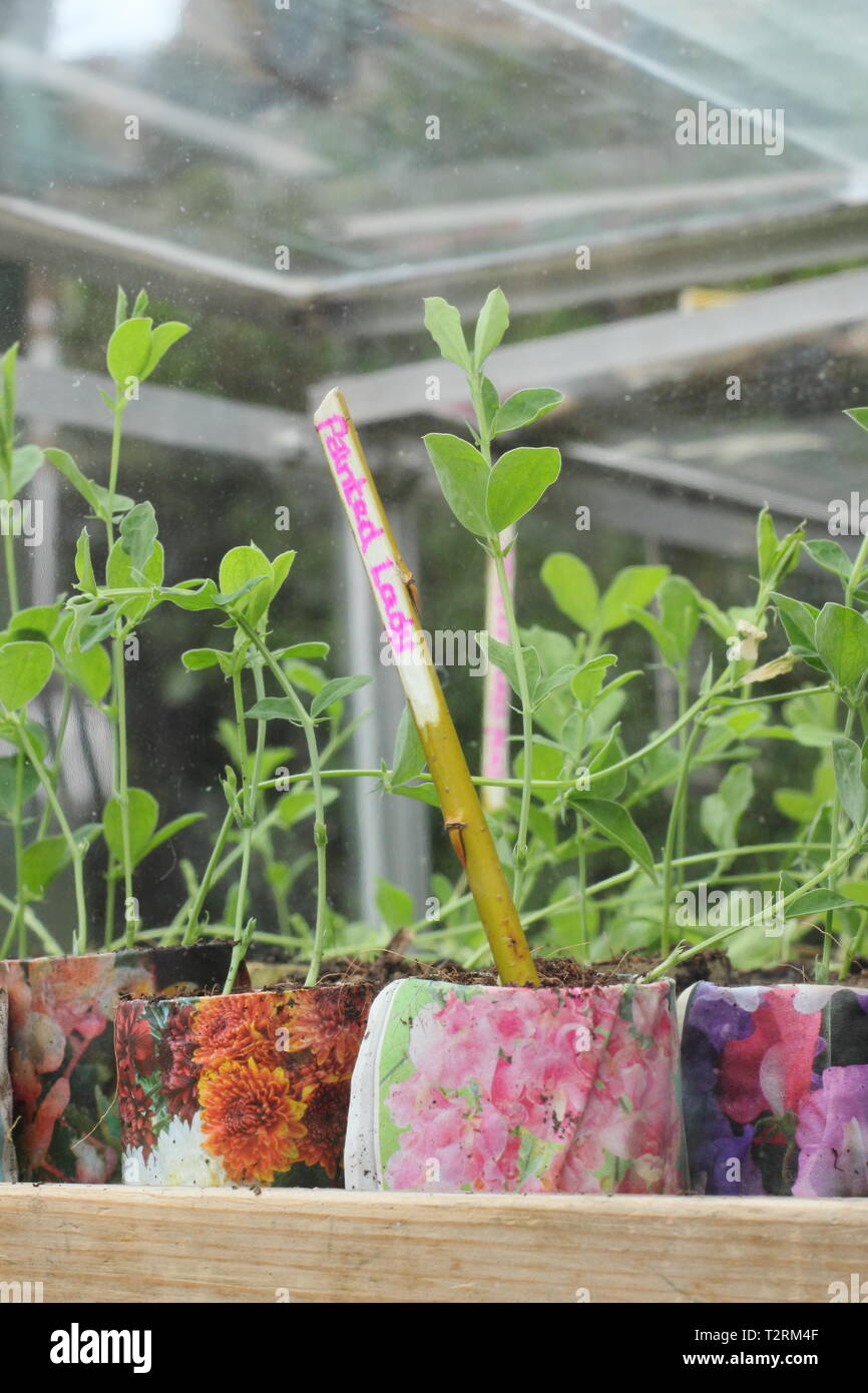 Semis de pois doux dans un cadre froid. La semine d'automne Lathyrus odoratus durcissant dans un cadre froid au printemps. ROYAUME-UNI Banque D'Images