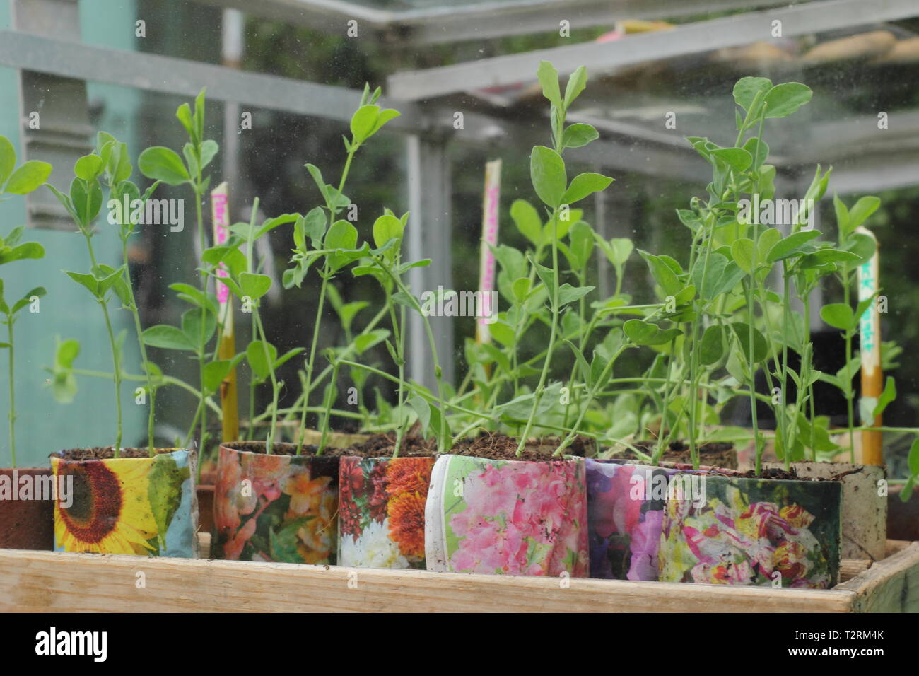 Semis de pois doux dans un cadre froid. La semine d'automne Lathyrus odoratus durcissant dans un cadre froid au printemps. ROYAUME-UNI Banque D'Images