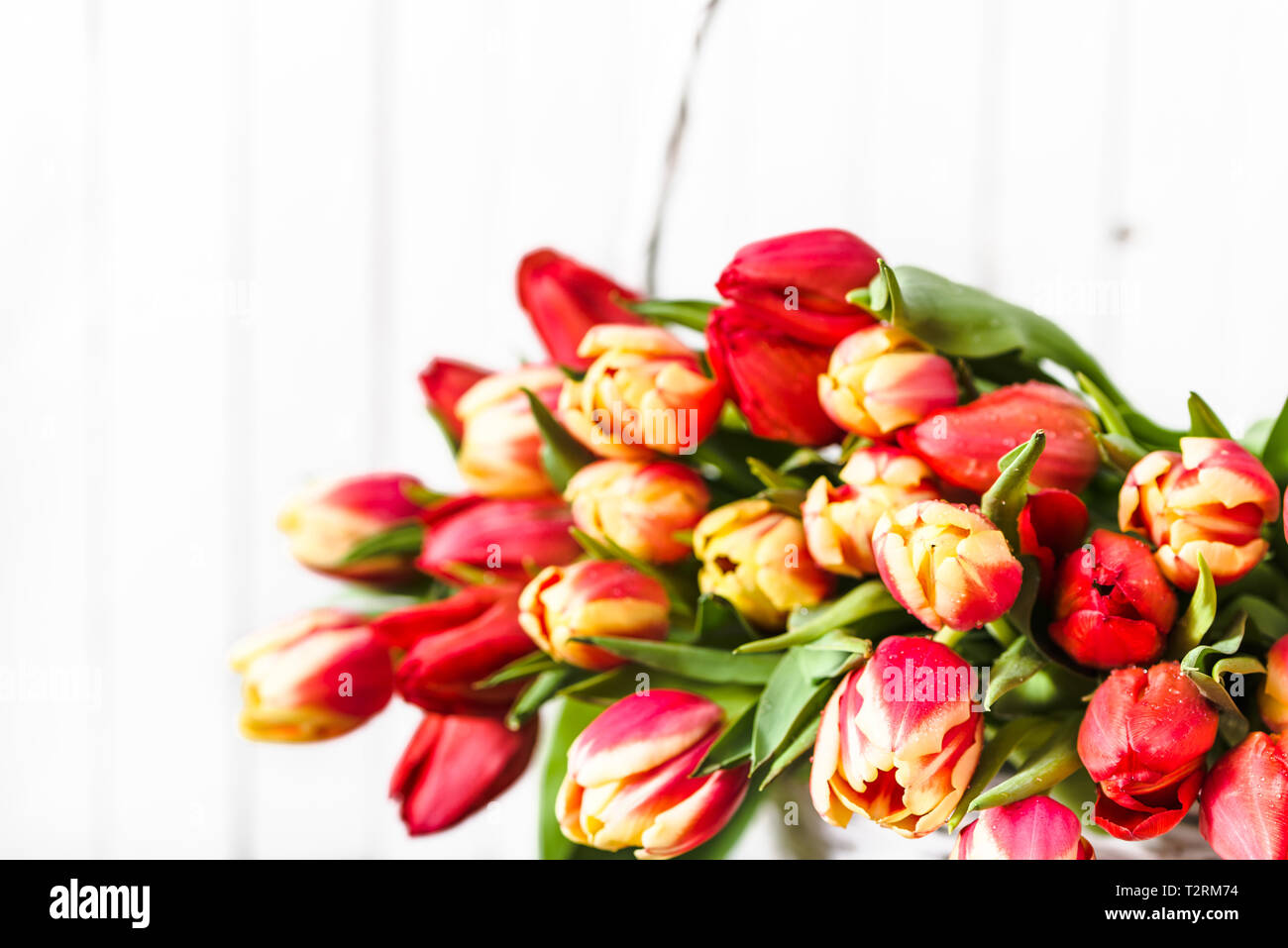 Bouquet de tulipe, bouquet de fleurs isolé sur fond blanc. Tulipes fleur pour la fête des mères cadeau ou Carte de la journée de la femme. Banque D'Images