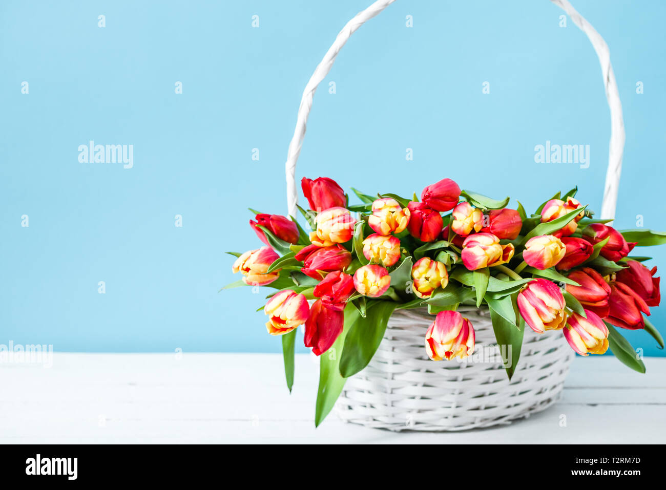 Panier de fleurs de printemps. Bouquet de tulipes sur fond bleu utile comme cadeau d'anniversaire ou la fête des mères, carte. Banque D'Images