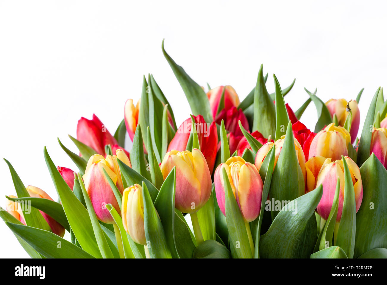 Bouquet De Tulipes Isole Sur Fond Blanc Carte D Anniversaire Avec Des Fleurs Fleur De Printemps Traditionnel Pour La Journee Internationale De La Femme Au 8 Mars Photo Stock Alamy