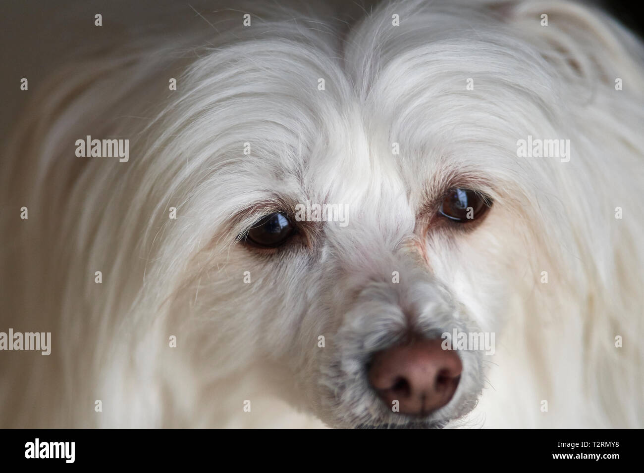 Faune Banque D'Images