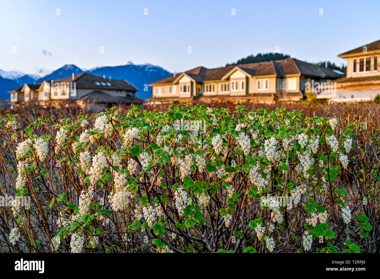 Sous forme de blanc floraison rouge cassis, Ribes sanguineum var alba, British Columbia, Canada Banque D'Images