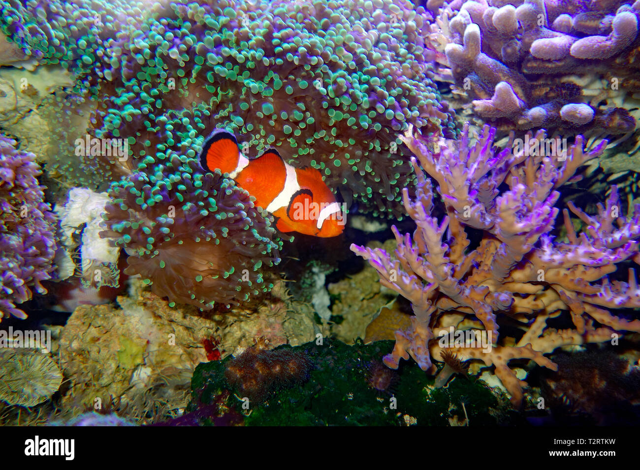 Oceallaris oceallaris clownfish Amphiprion, un des poissons de récifs coralliens Banque D'Images
