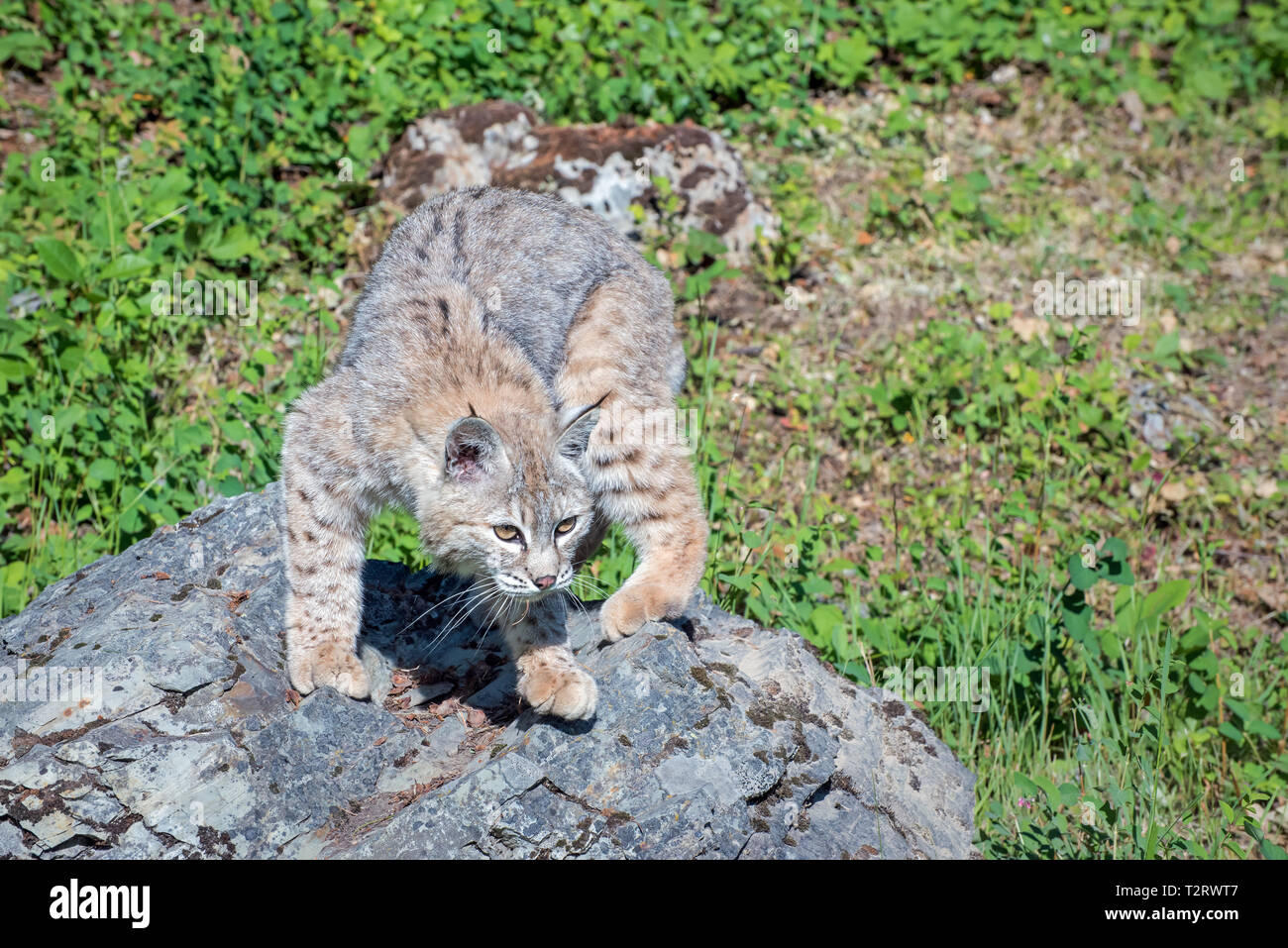 Tourner à propos de Bobcat au sommet d'un rocher Banque D'Images