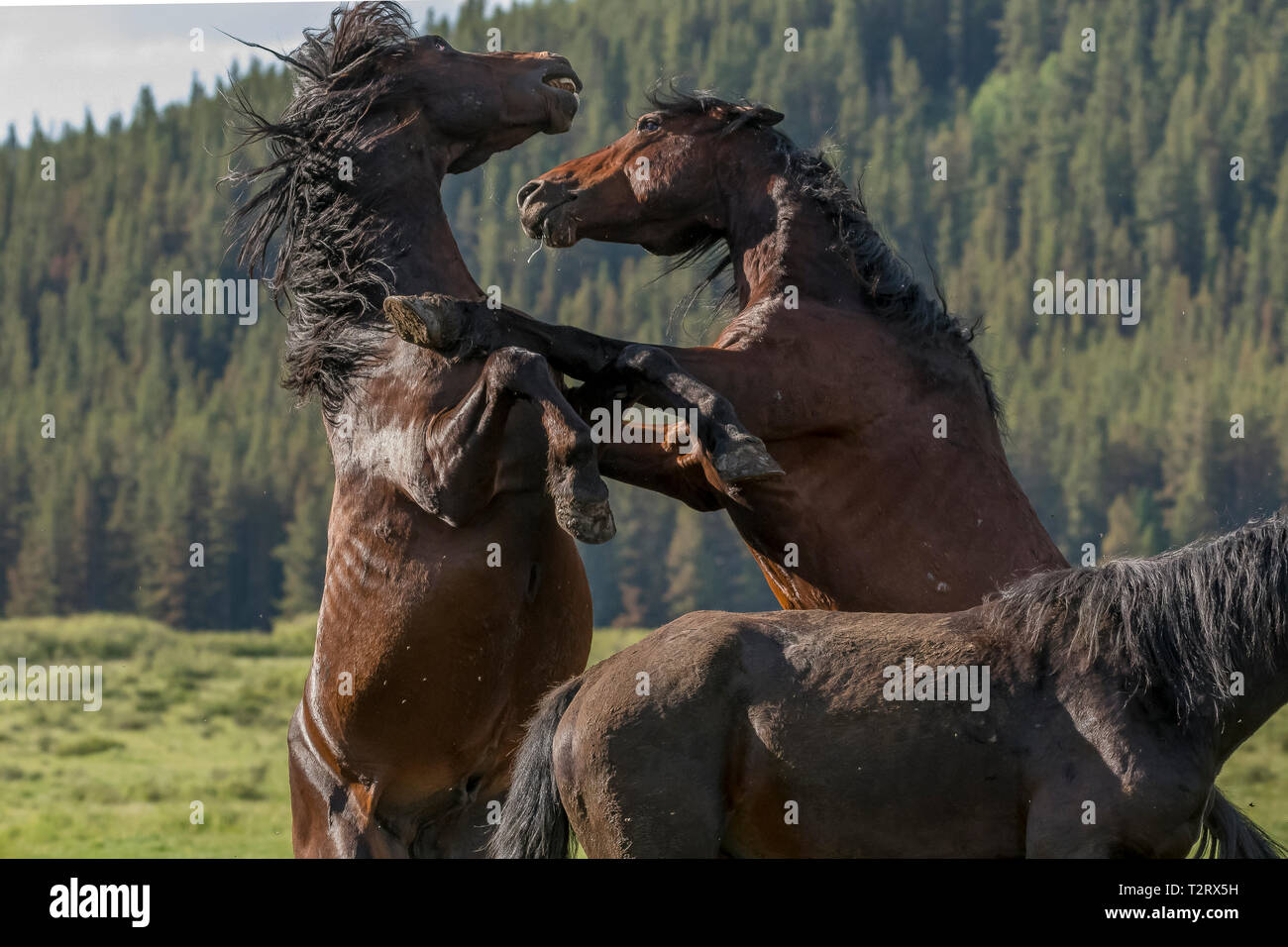 Wild/chevaux sauvages vivent dans les Montagnes Rocheuses du Canada dans la province de l'Alberta. Cette paire d'étalons sont engagés dans une lutte sérieuse pour déterminer Banque D'Images