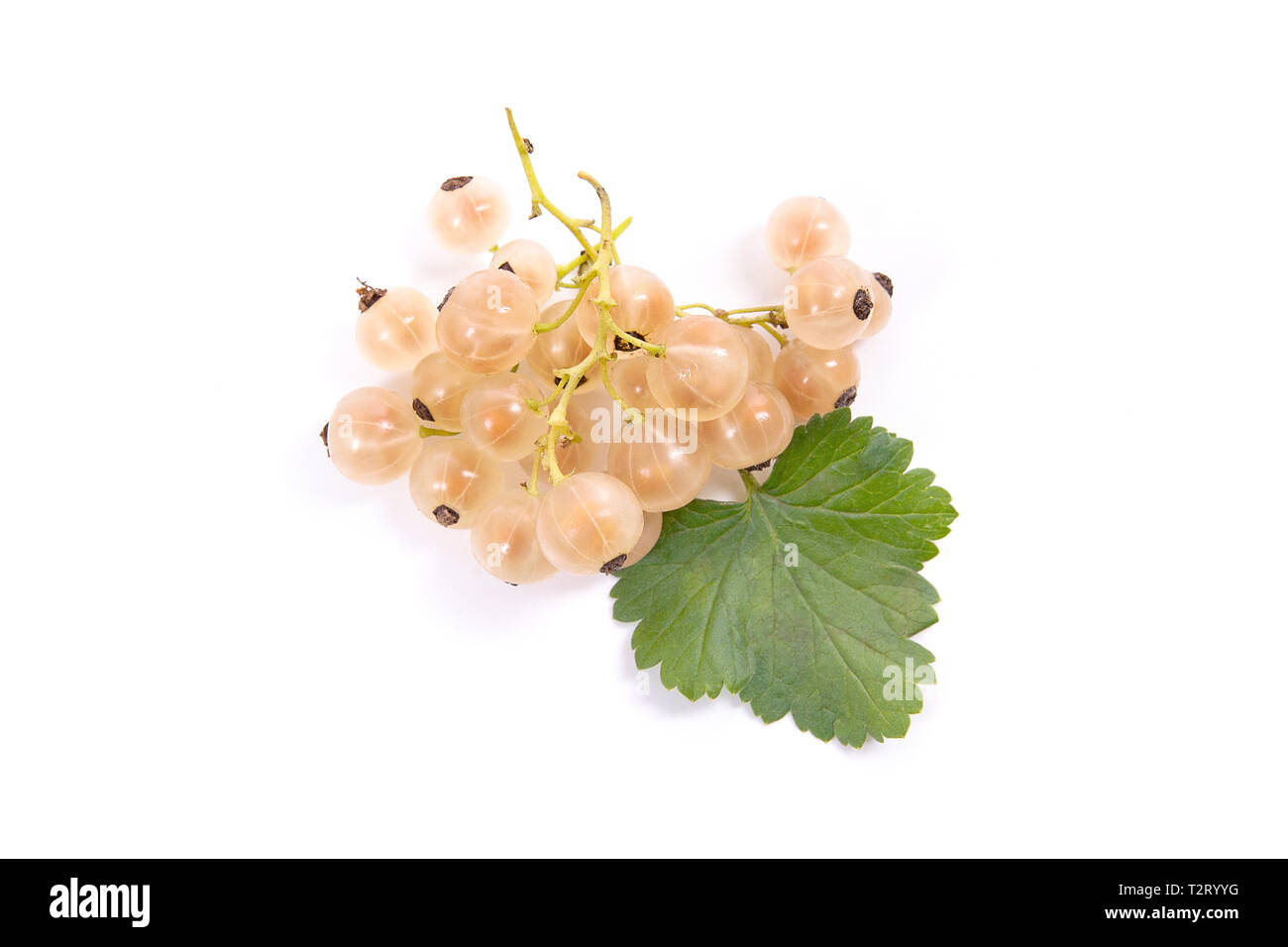 Vue rapprochée de groseille blanc berry isolé sur fond blanc. Un tas de groseille blanc avec de petites feuilles vert groseille de bush. Banque D'Images