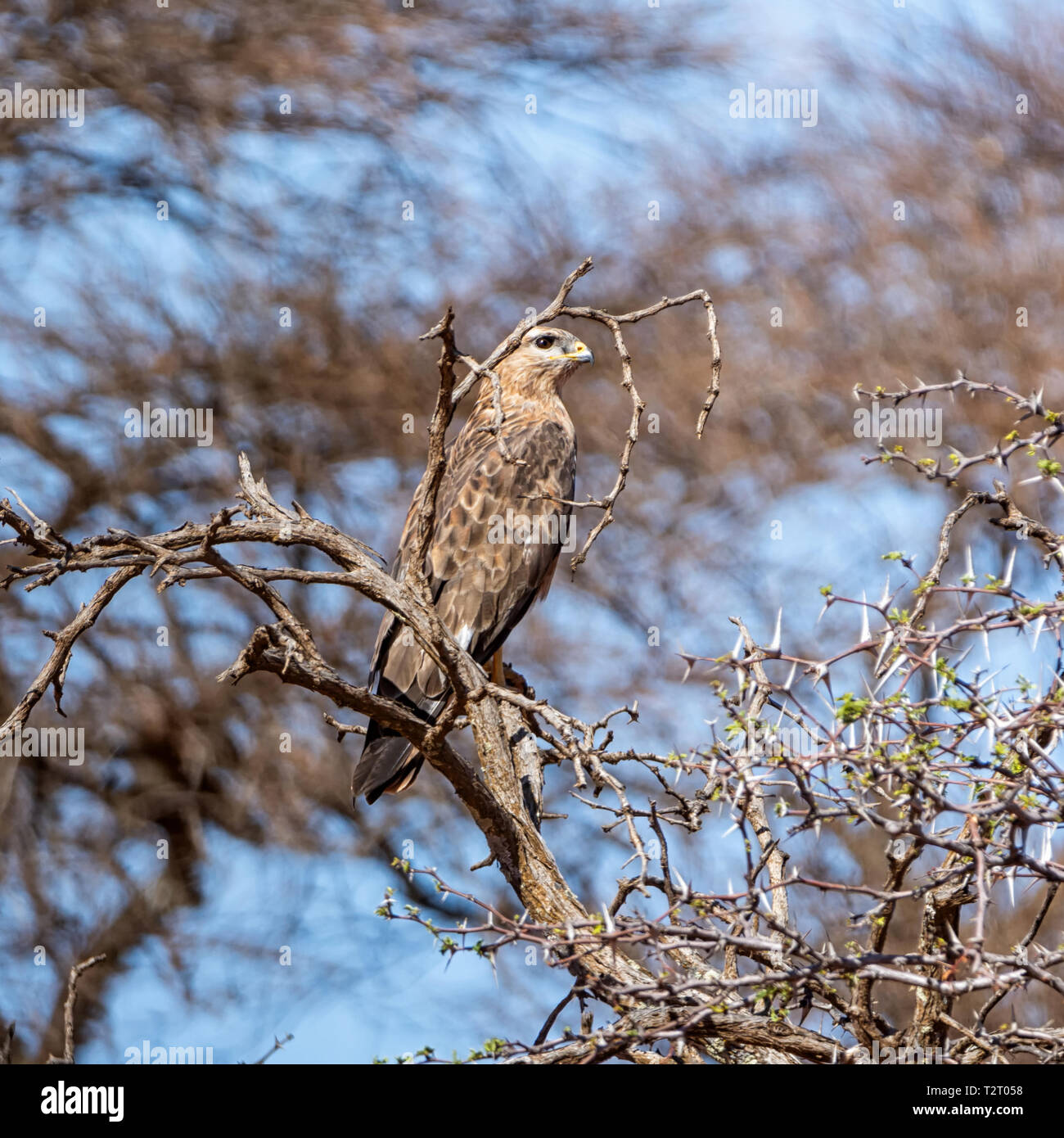 Une steppe Buzzard perché dans un arbre dans le sud de la savane africaine Banque D'Images