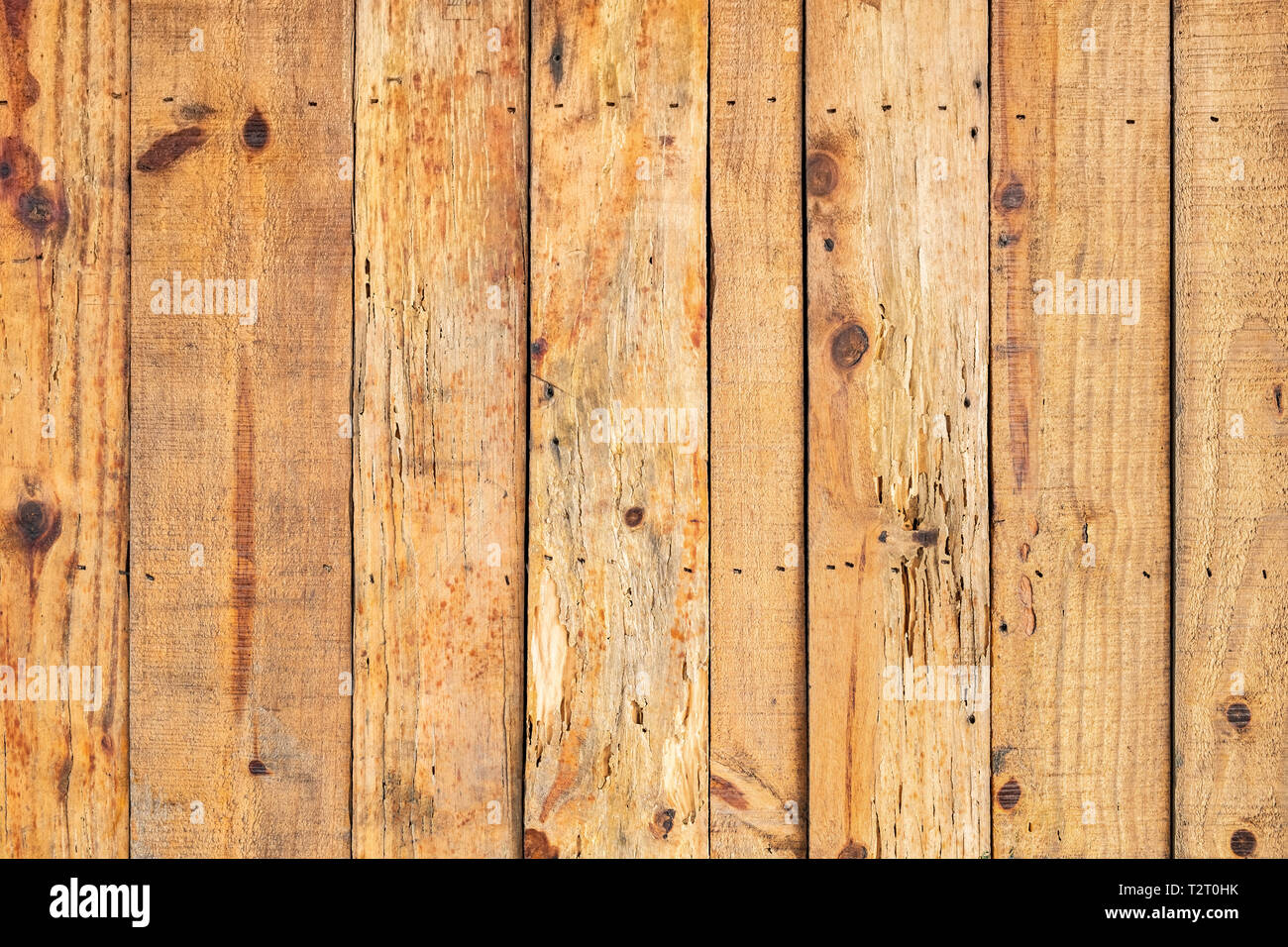 Arrière-plan de textures de bois, arbre naturel Banque D'Images