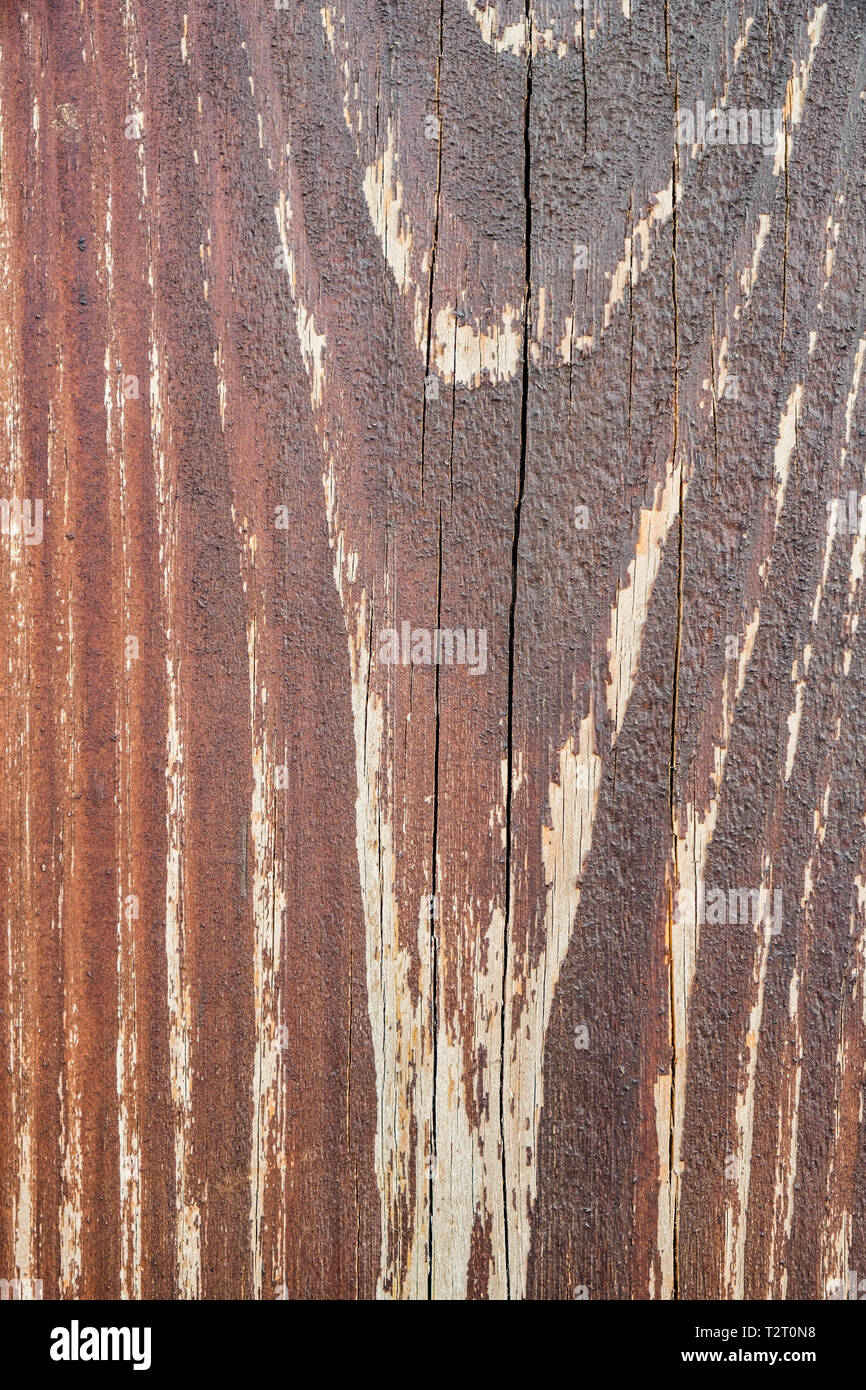 Arrière-plan de textures de bois, arbre naturel Banque D'Images