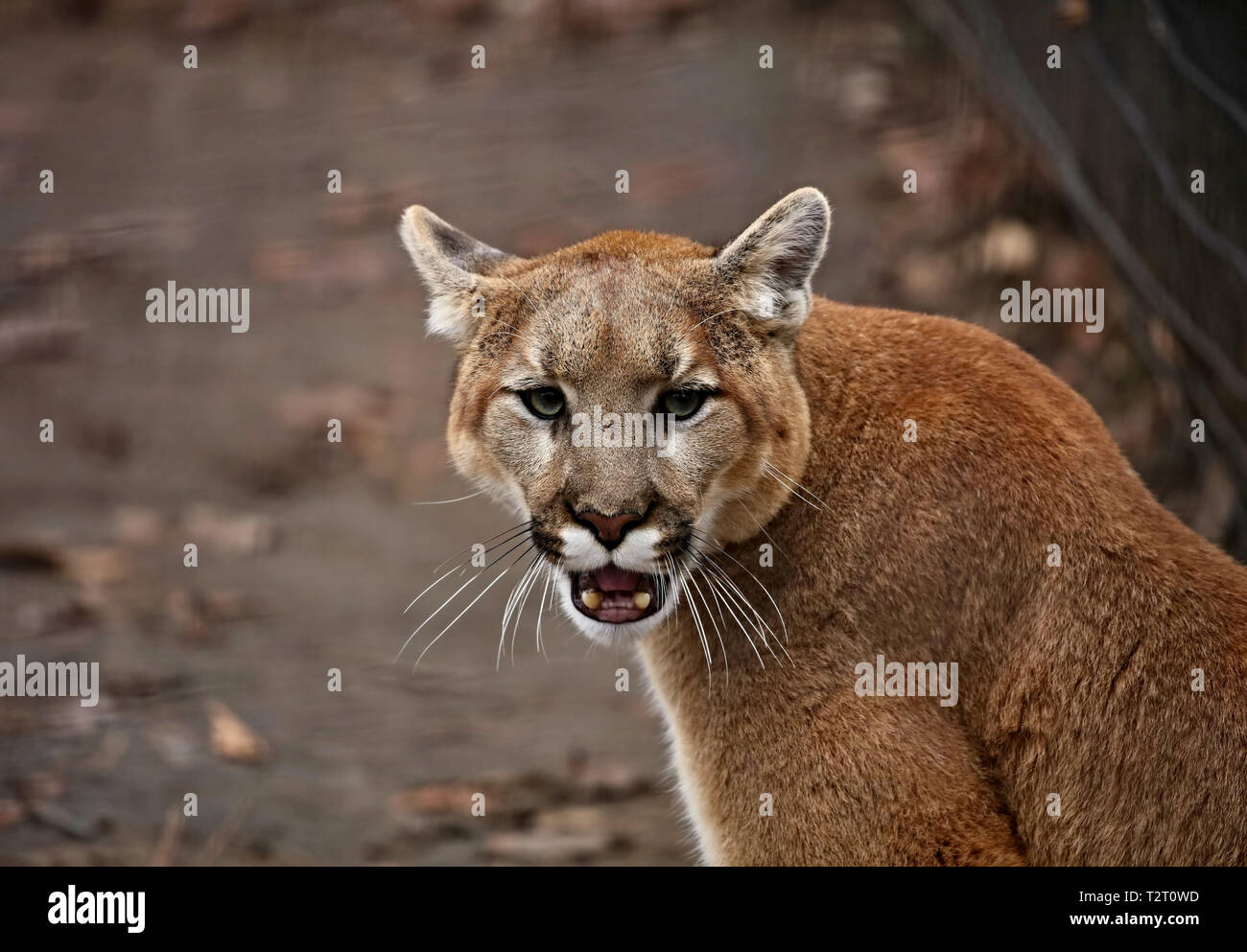 Le couguar (Puma concolor), également connu sous d'autres noms, comme  catamount, mountain lion, panthère et puma est American native animal Photo  Stock - Alamy