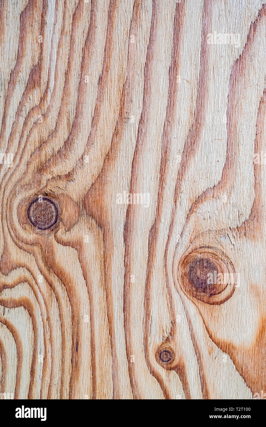 Arrière-plan de textures de bois, arbre naturel Banque D'Images
