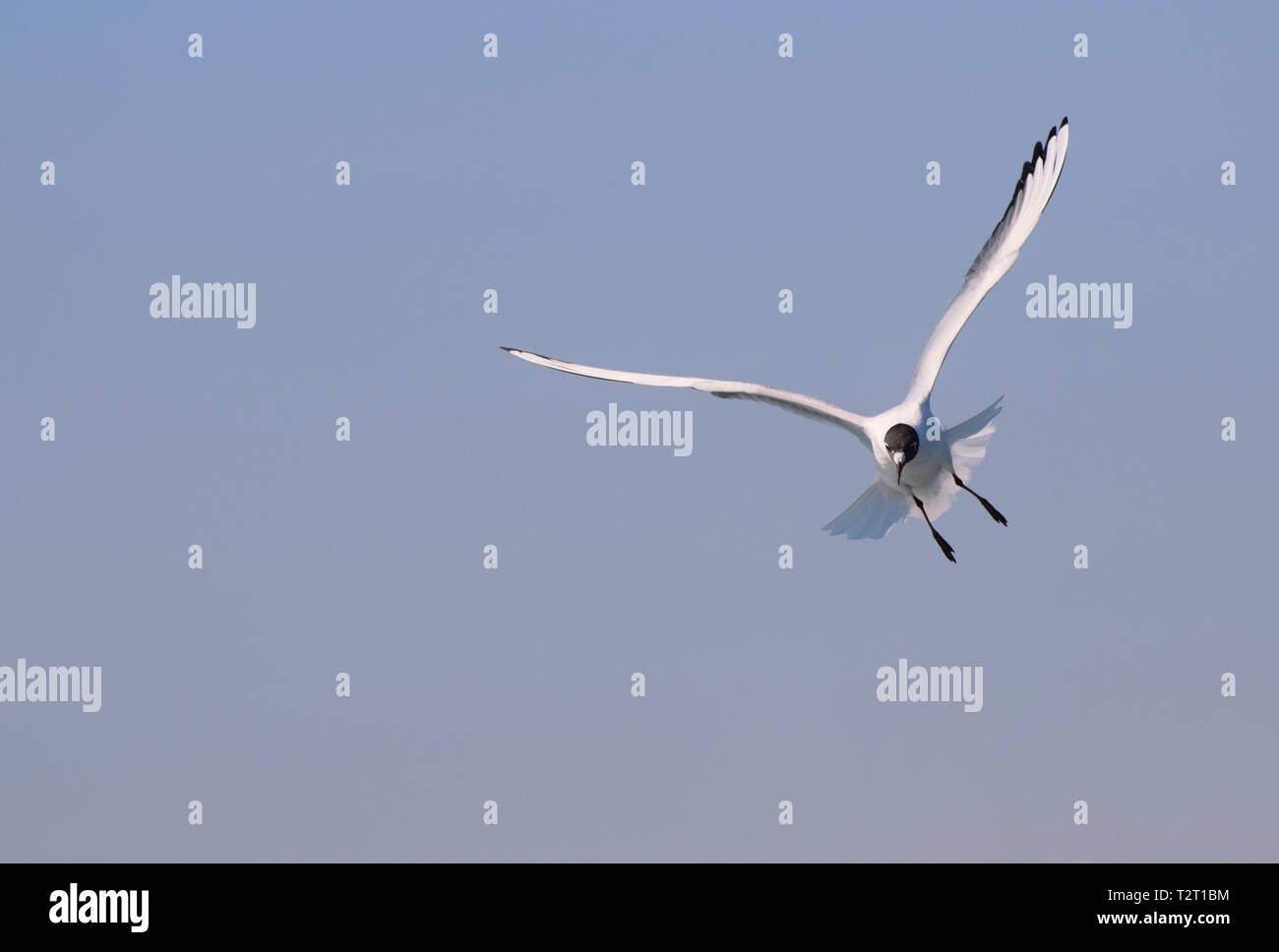 Mouette noir voler dans un ciel bleu Banque D'Images